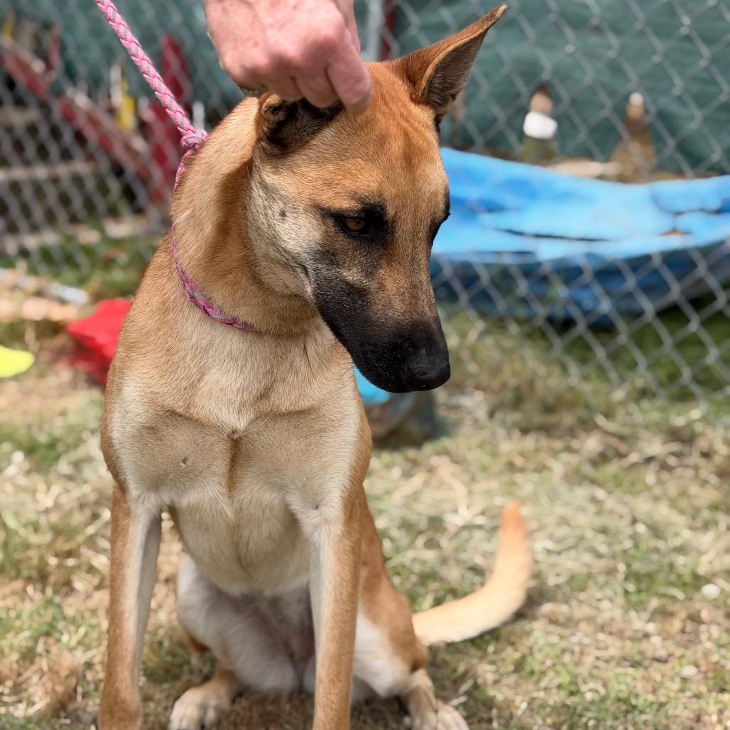 Justice, a Adoptable mixed breed in Tulsa, OK image 6/6