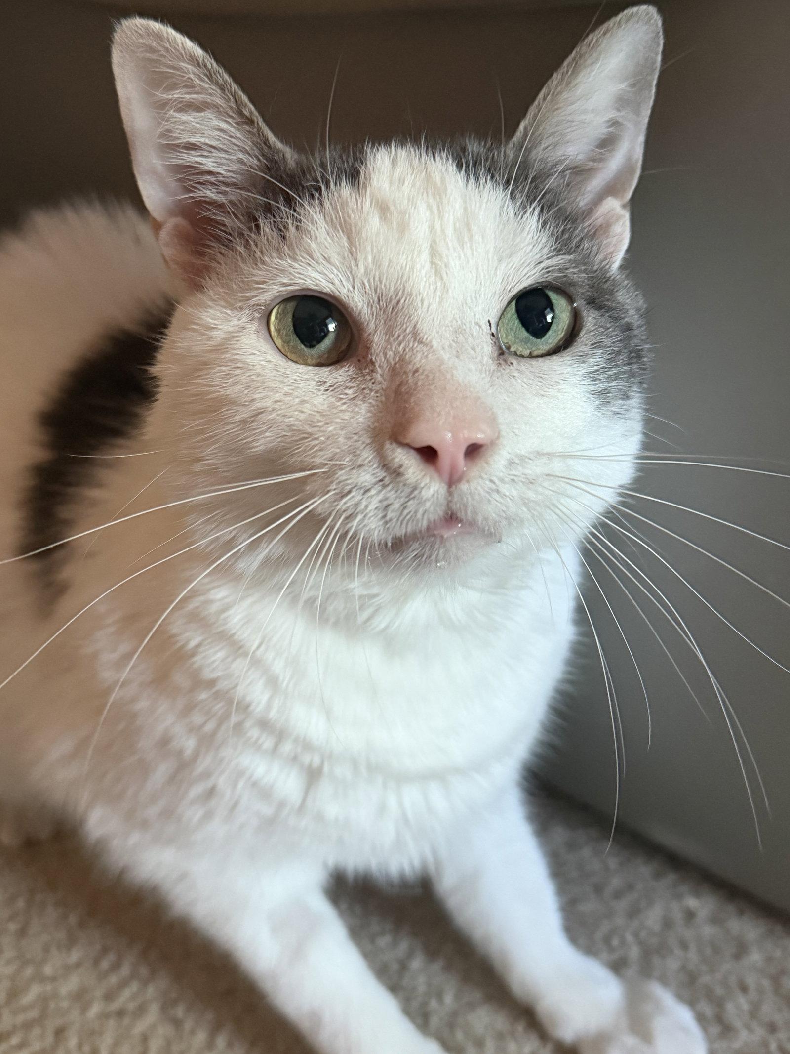 Ralphie, Adoptable, Adult Male Domestic Short Hair.