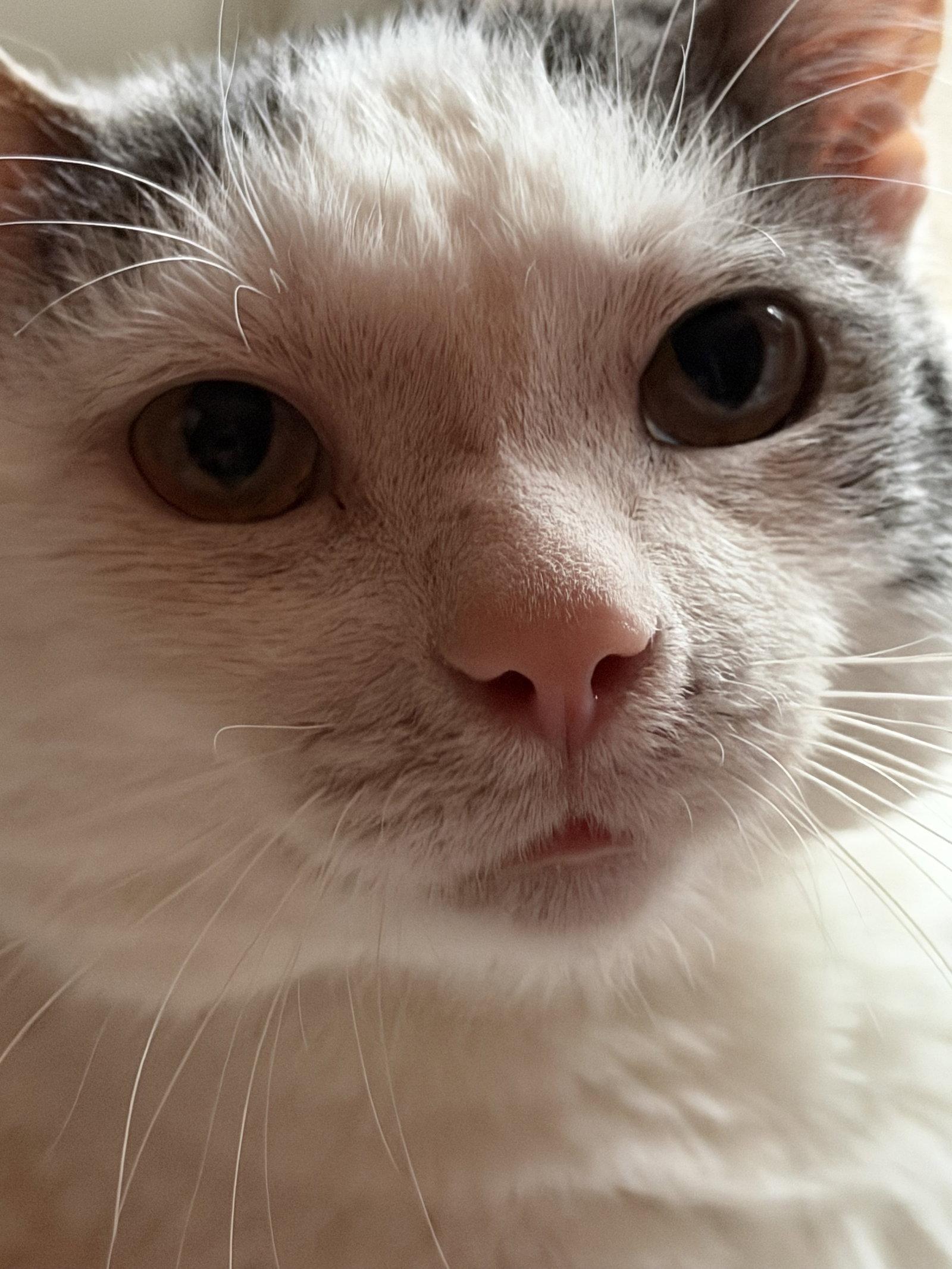 Enlarge Ralphie, a Adoptable Domestic Short Hair in Wheaton, IL image 2/3