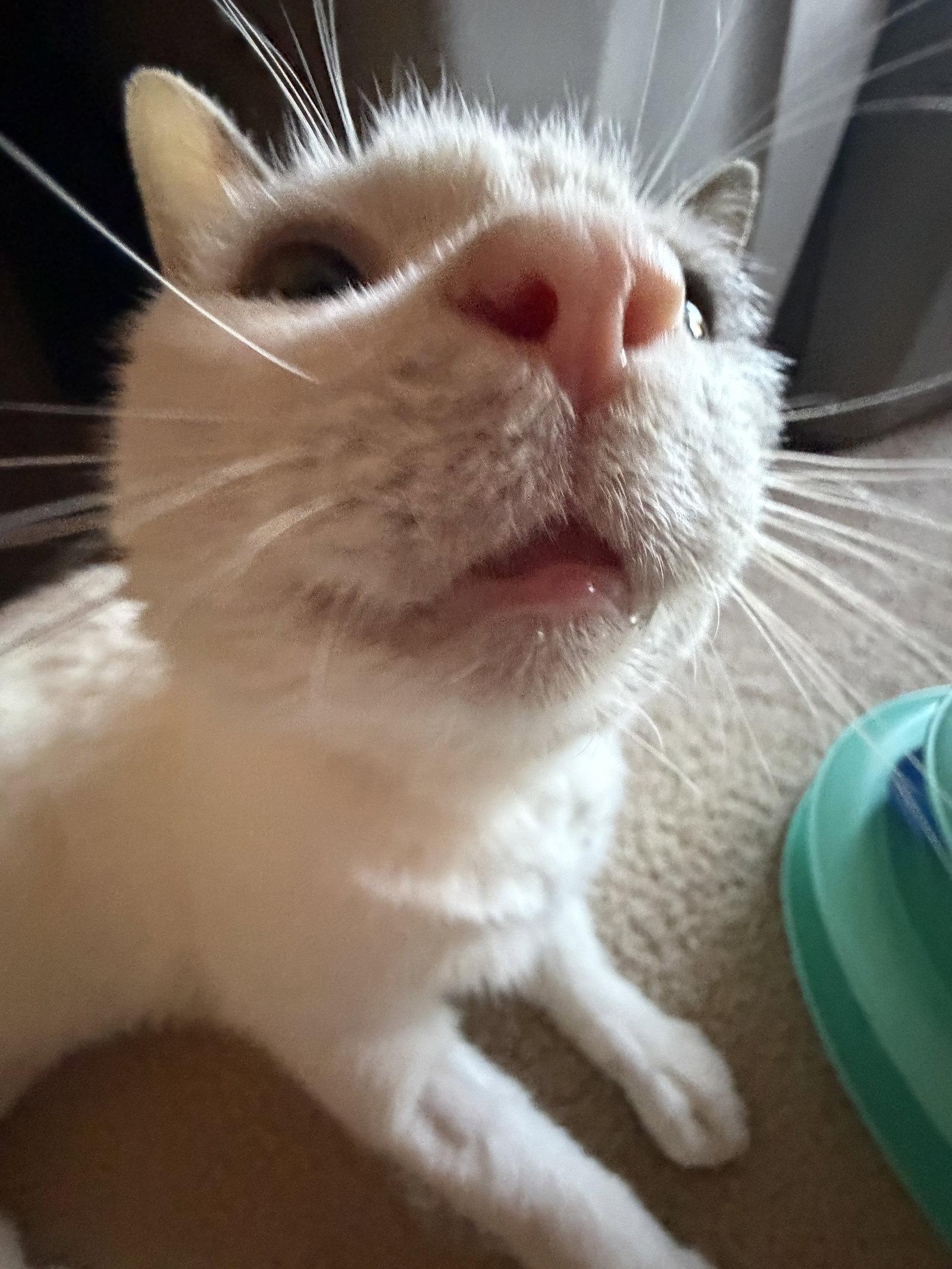 Enlarge Ralphie, a Adoptable Domestic Short Hair in Wheaton, IL image 3/3