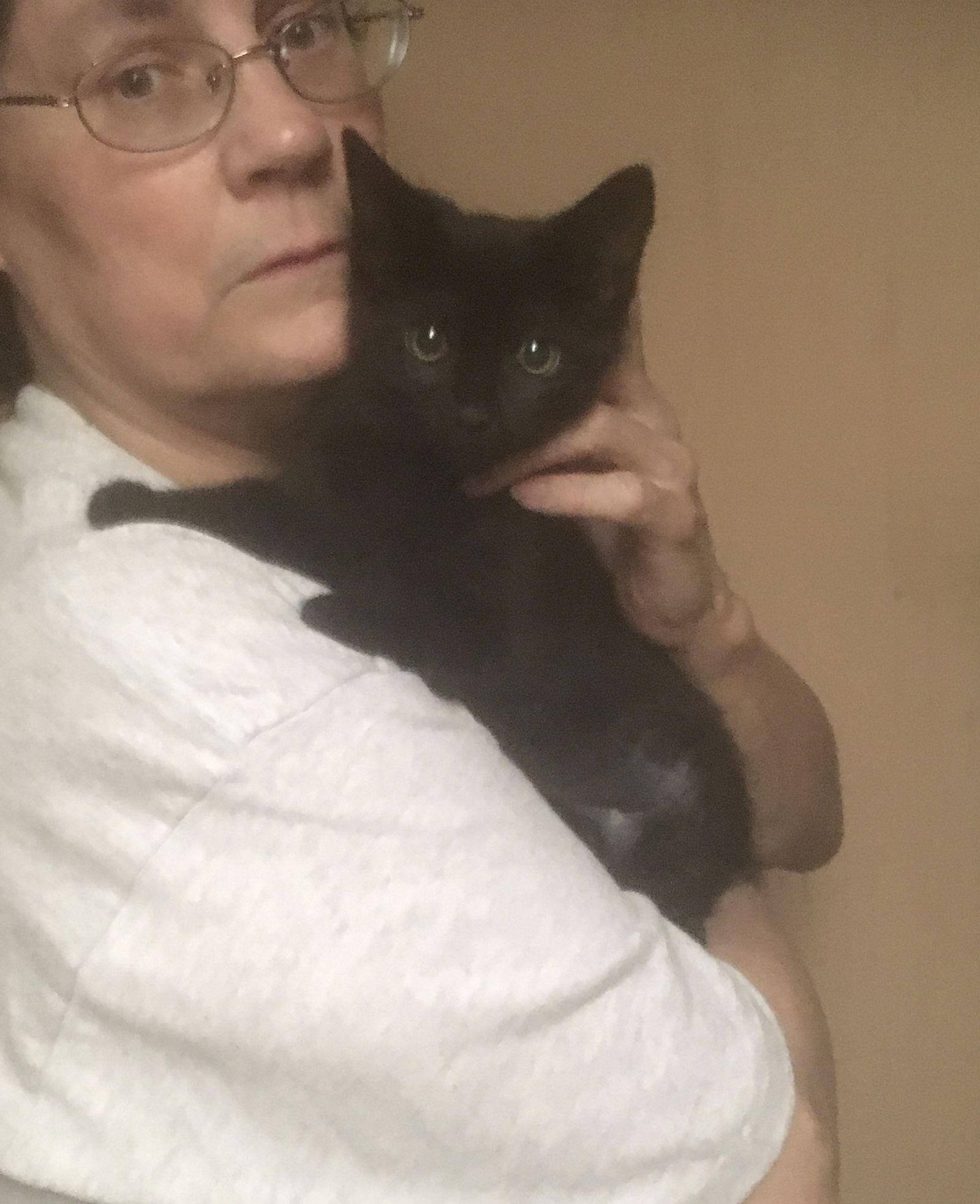 Jackie bonded with Alexis, Adoptable, Young Female Domestic Short Hair.