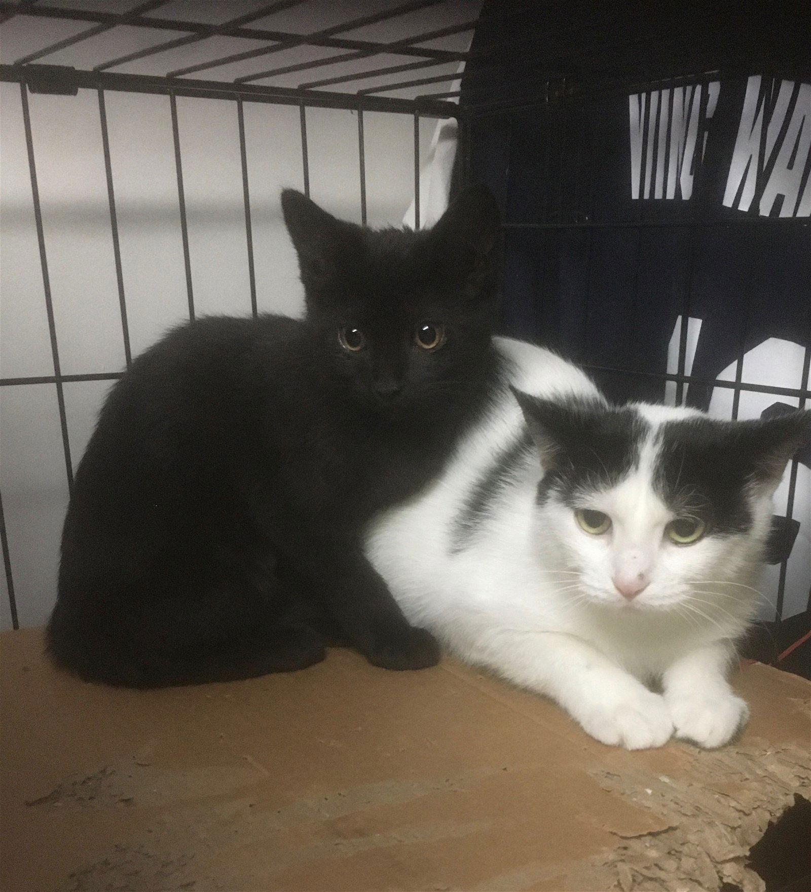 Jackie bonded with Alexis, a Adoptable Domestic Short Hair in Macedonia, OH image 2/3