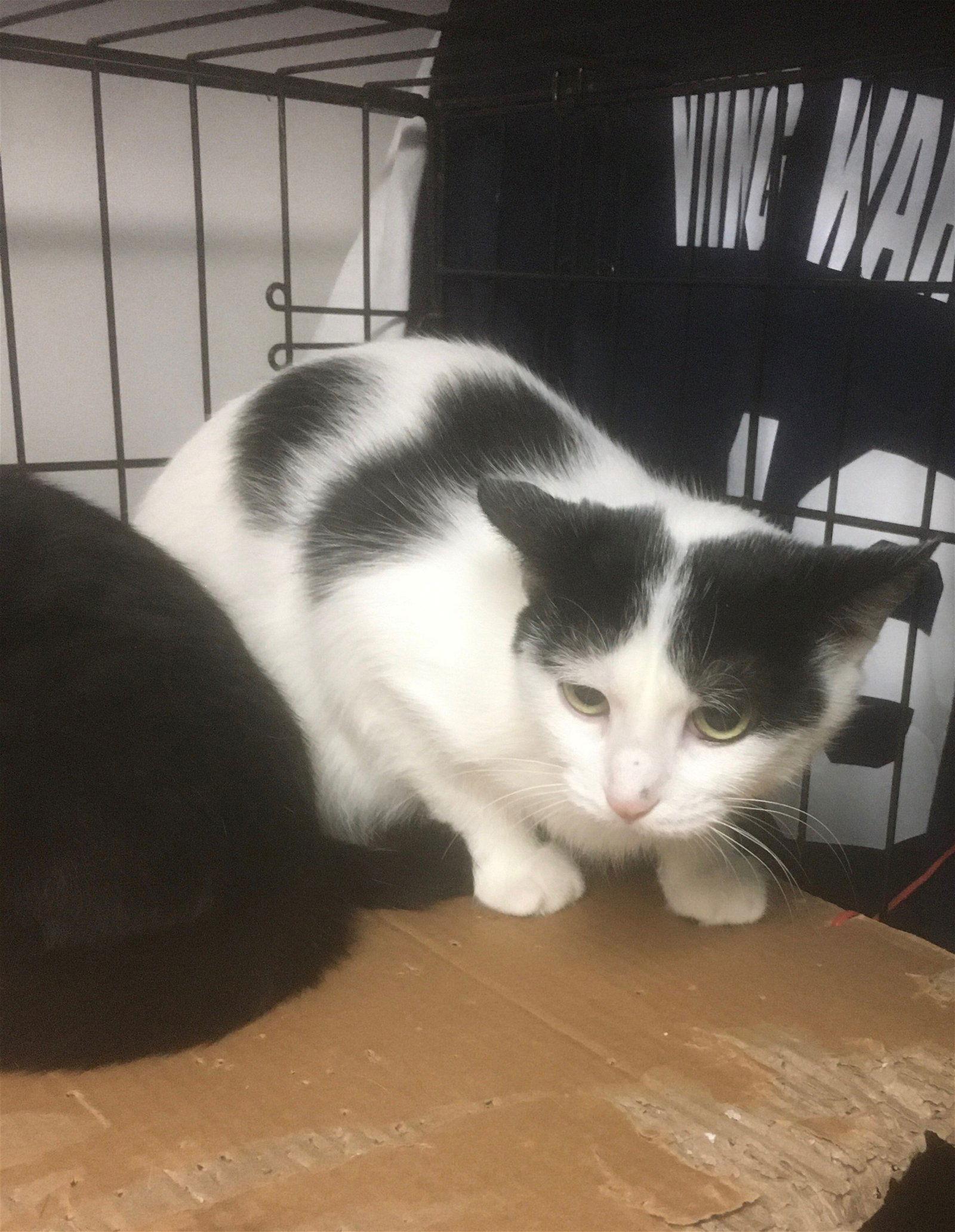 Jackie bonded with Alexis, a Adoptable Domestic Short Hair in Macedonia, OH image 3/3