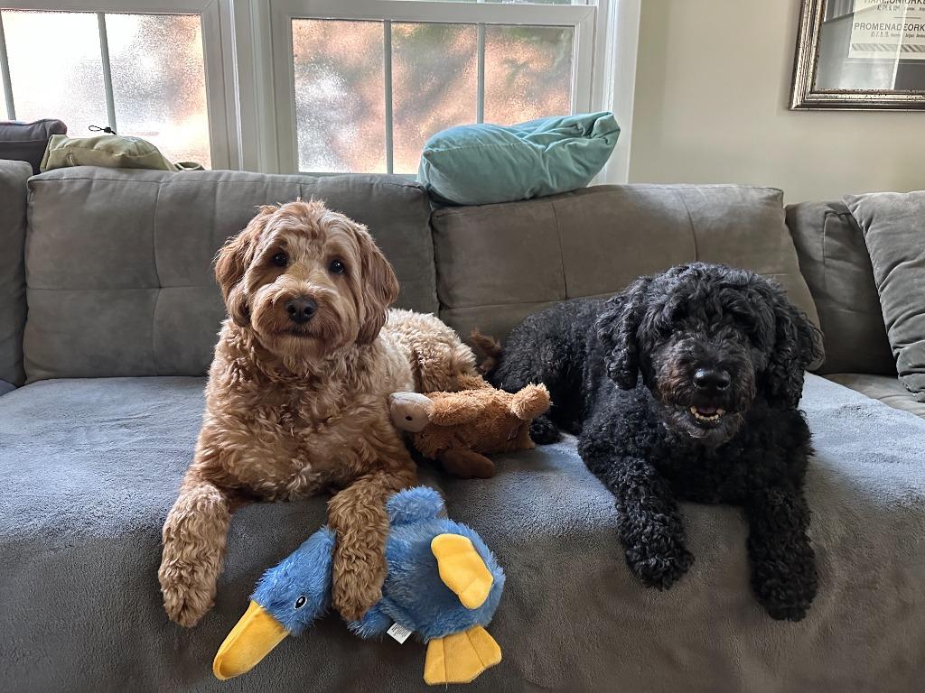 Rosie BONDED w/JUNO, Adoptable, Senior Female Golden Retriever.