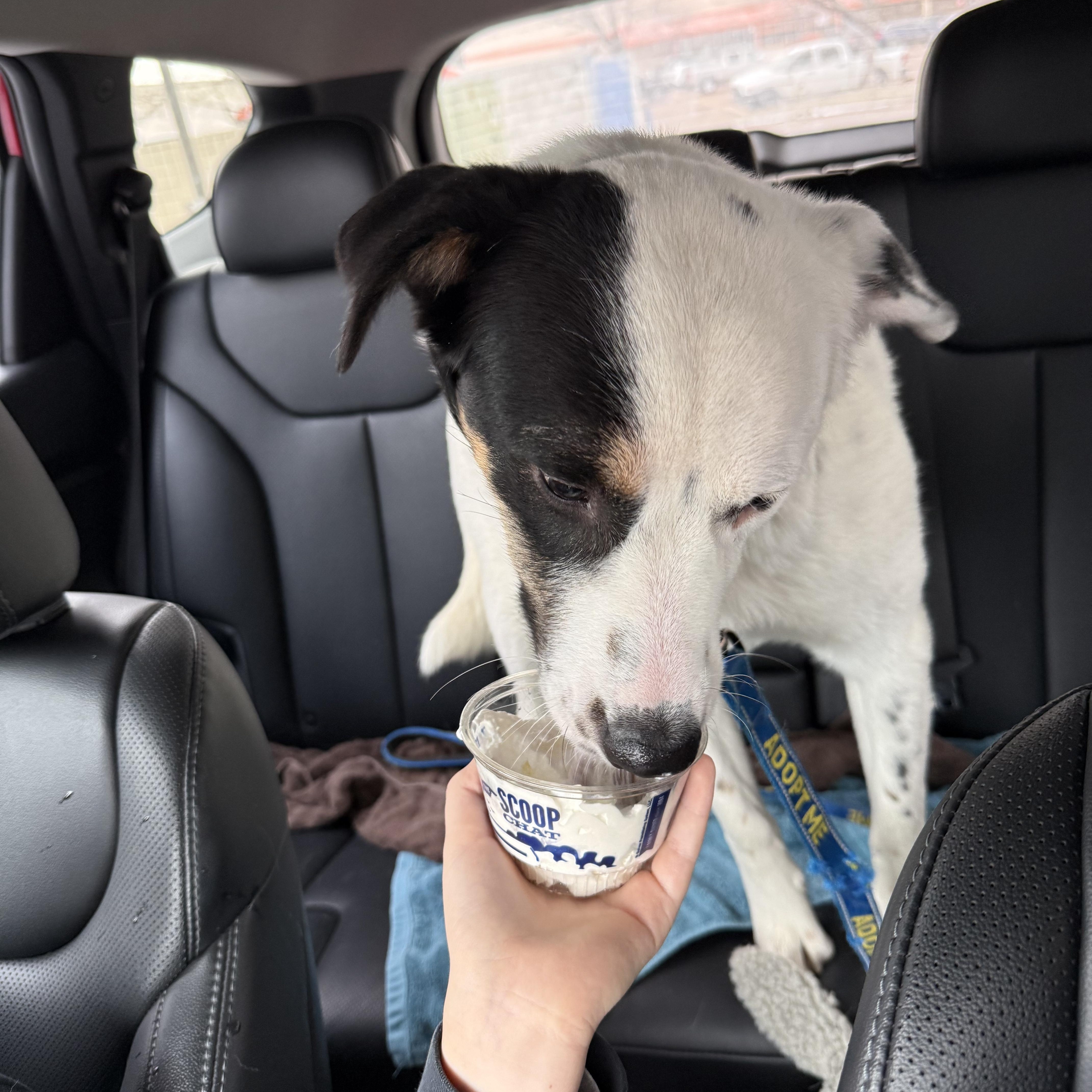 Enlarge Naz, an adopted mixed breed in Sioux Falls, SD image 5/5