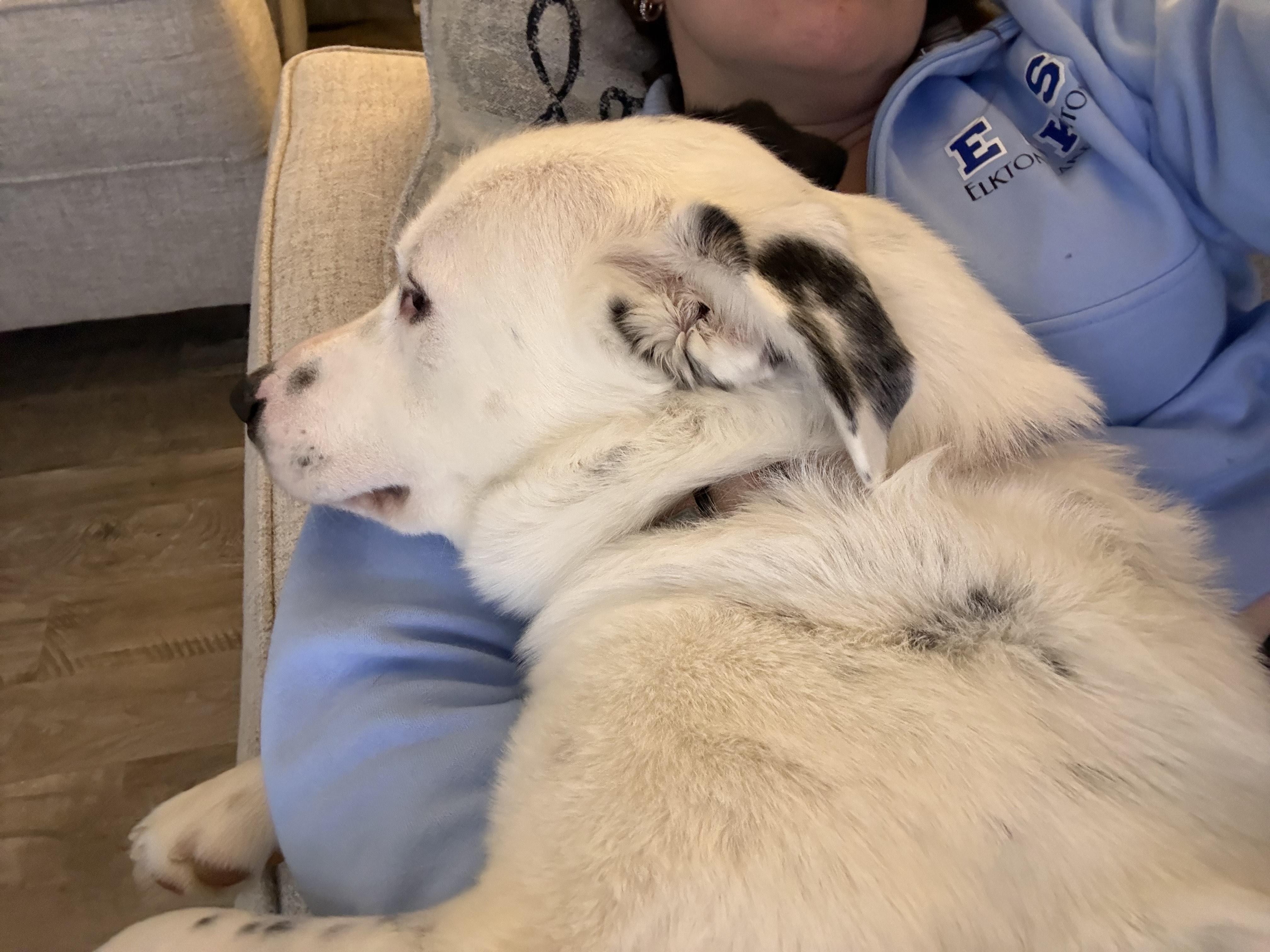 Enlarge Naz, an adopted mixed breed in Sioux Falls, SD image 4/5