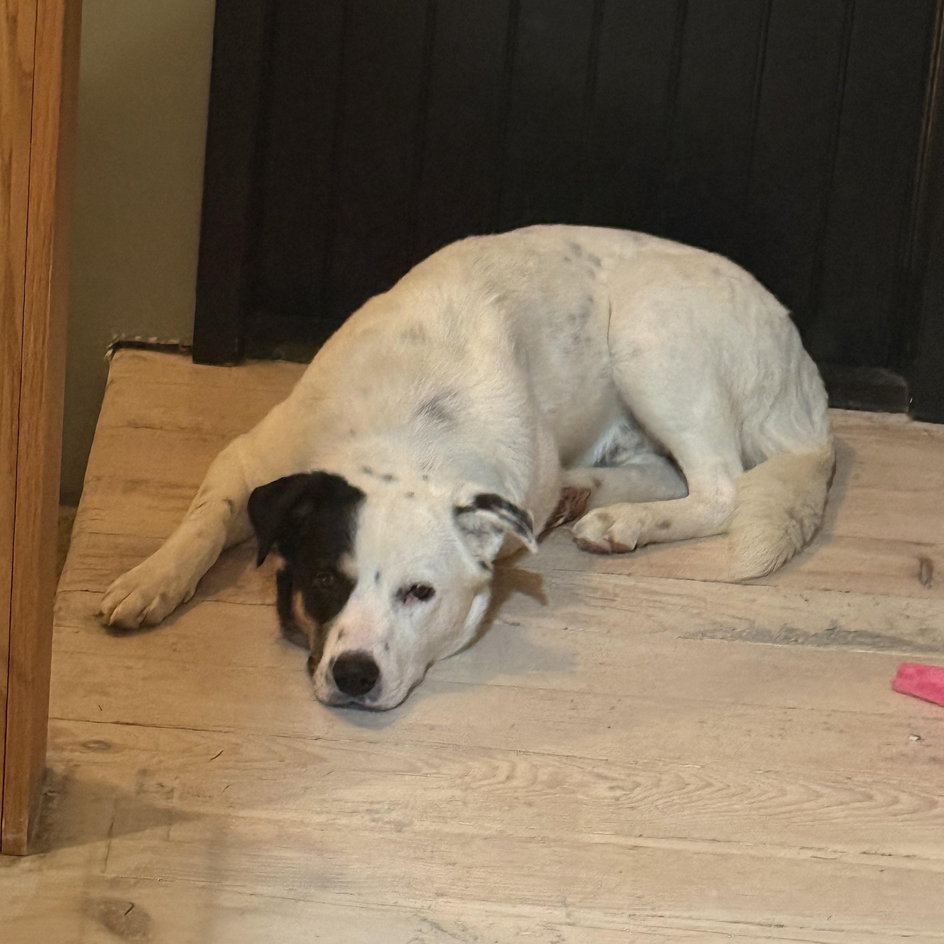 Naz, adopted, Young Male Mixed Breed.