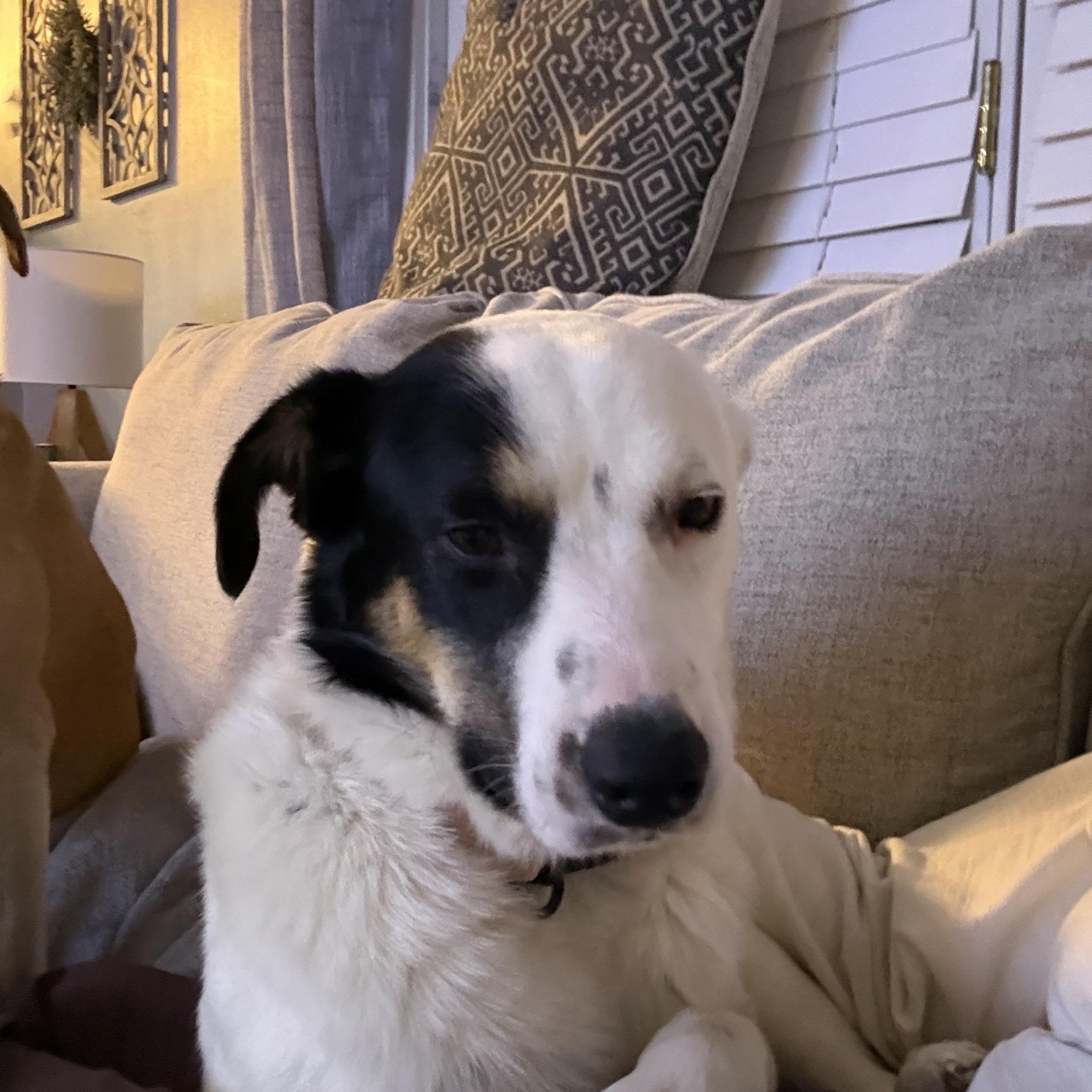 Enlarge Naz, an adopted mixed breed in Sioux Falls, SD image 2/5