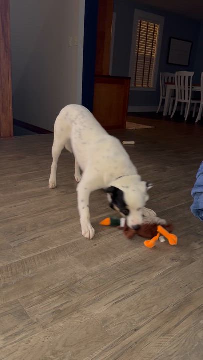 Enlarge Naz, an adopted mixed breed in Sioux Falls, SD video 3/5