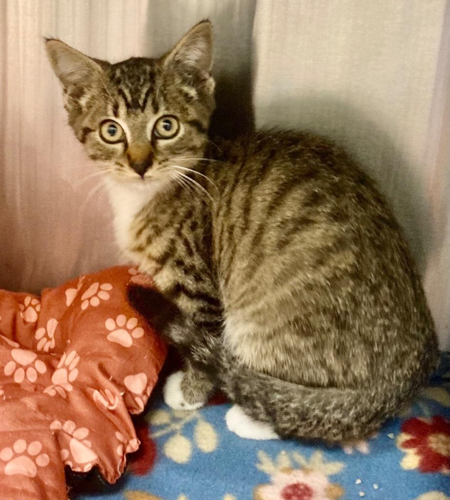 Ivan / AC 27202 C, Adoptable, Young Male Domestic Short Hair.