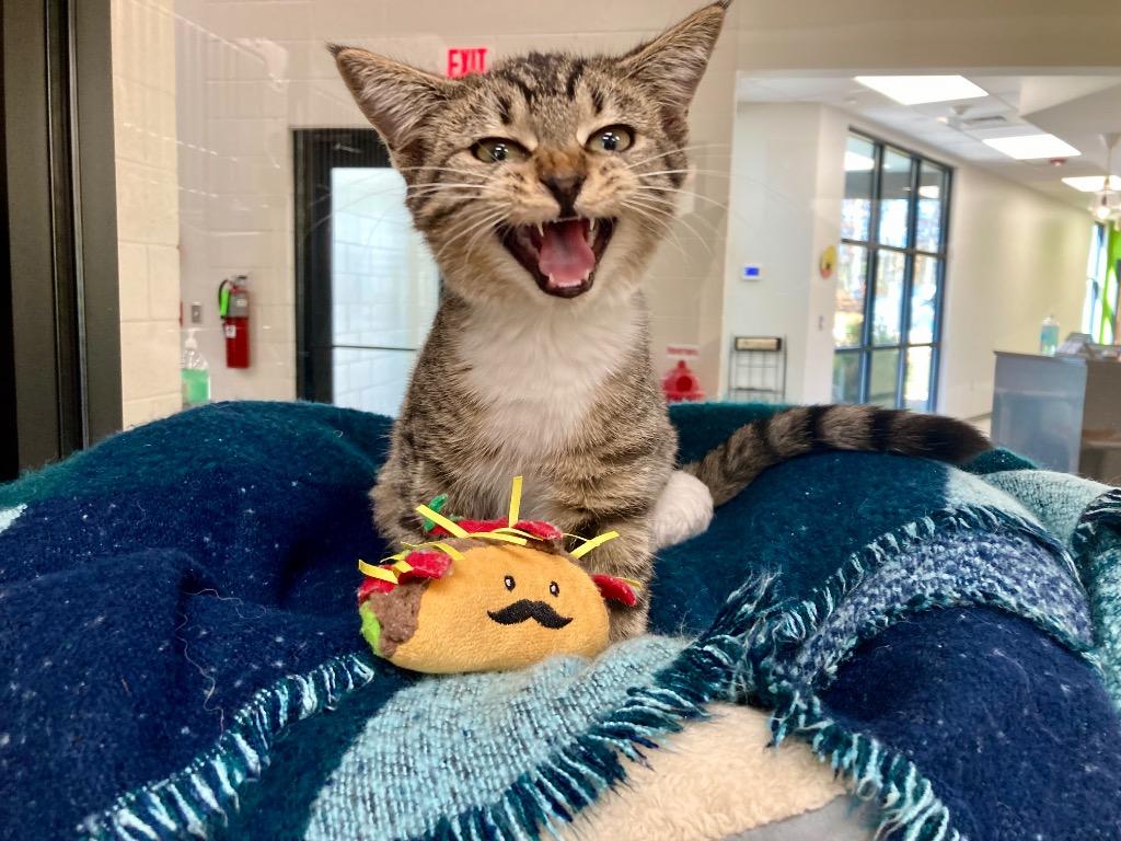 Ivan / AC 27202 C, a Adoptable mixed breed in Greeneville, TN image 2/2