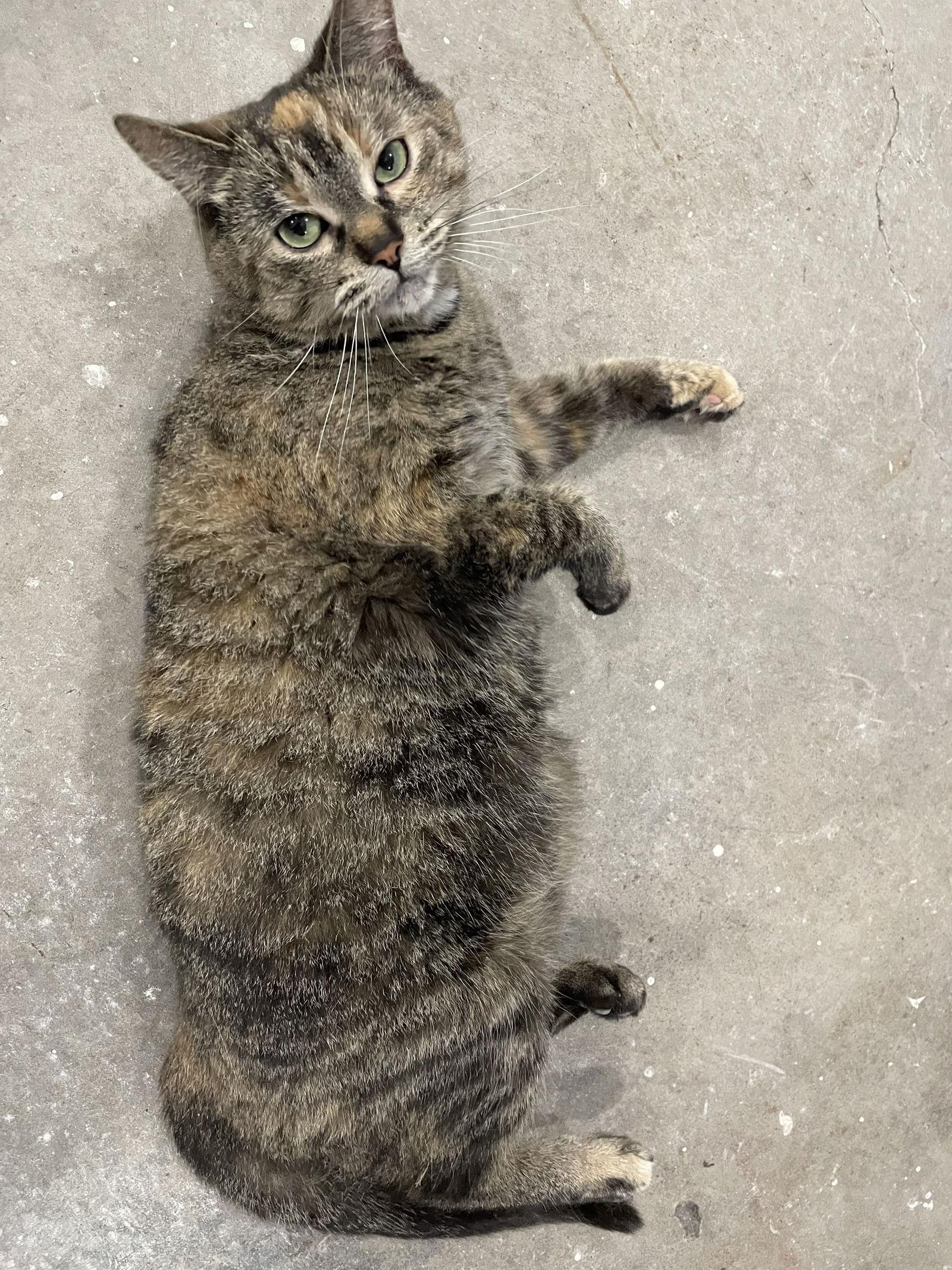 Enlarge Ralf, a Adoptable Domestic Short Hair in Montreal, QC image 1/1