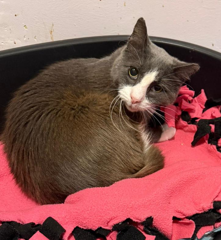 Homer, Adult Male Domestic Short Hair