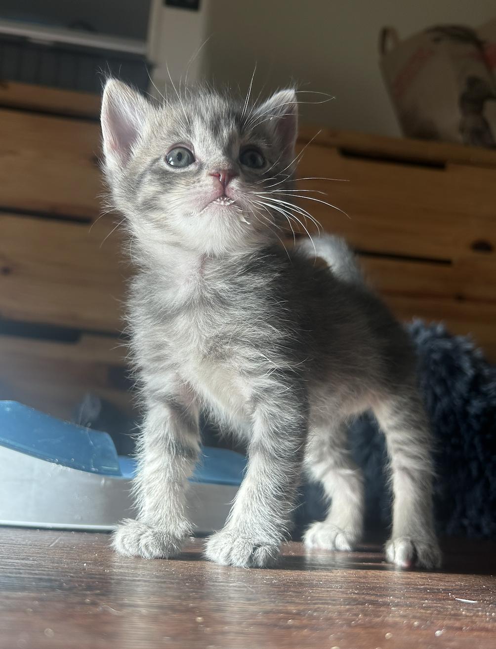 Cobbler, Adoptable, Young Female Domestic Short Hair.