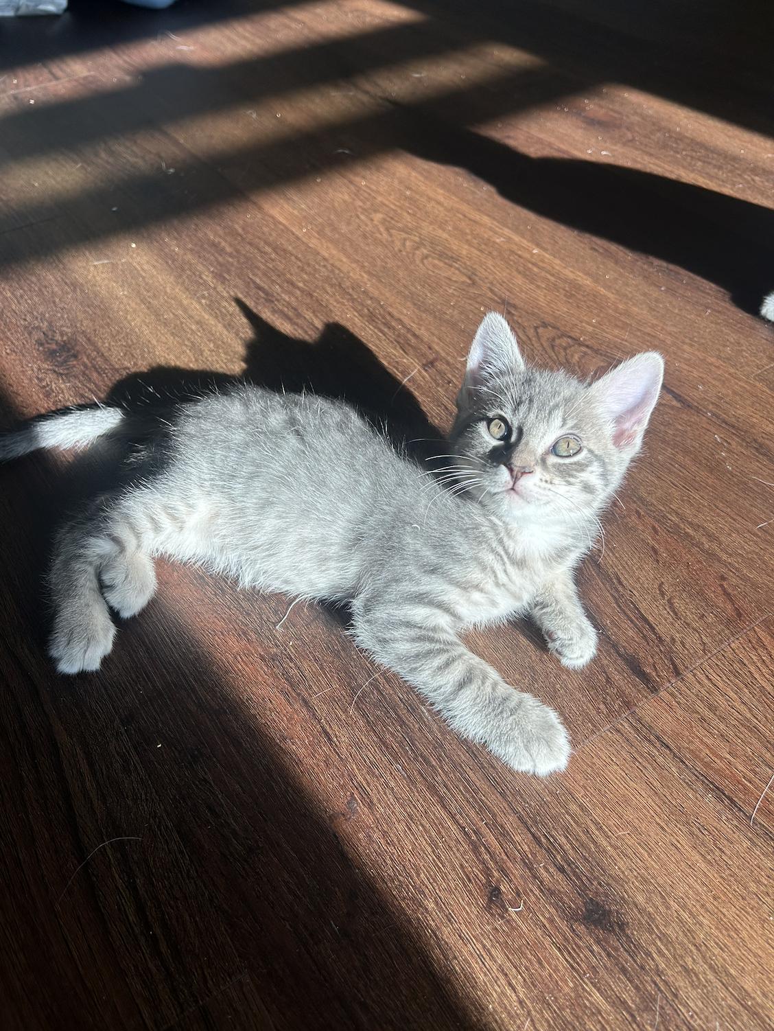 Enlarge Cobbler, a Adoptable Domestic Short Hair in Davis, CA image 3/3