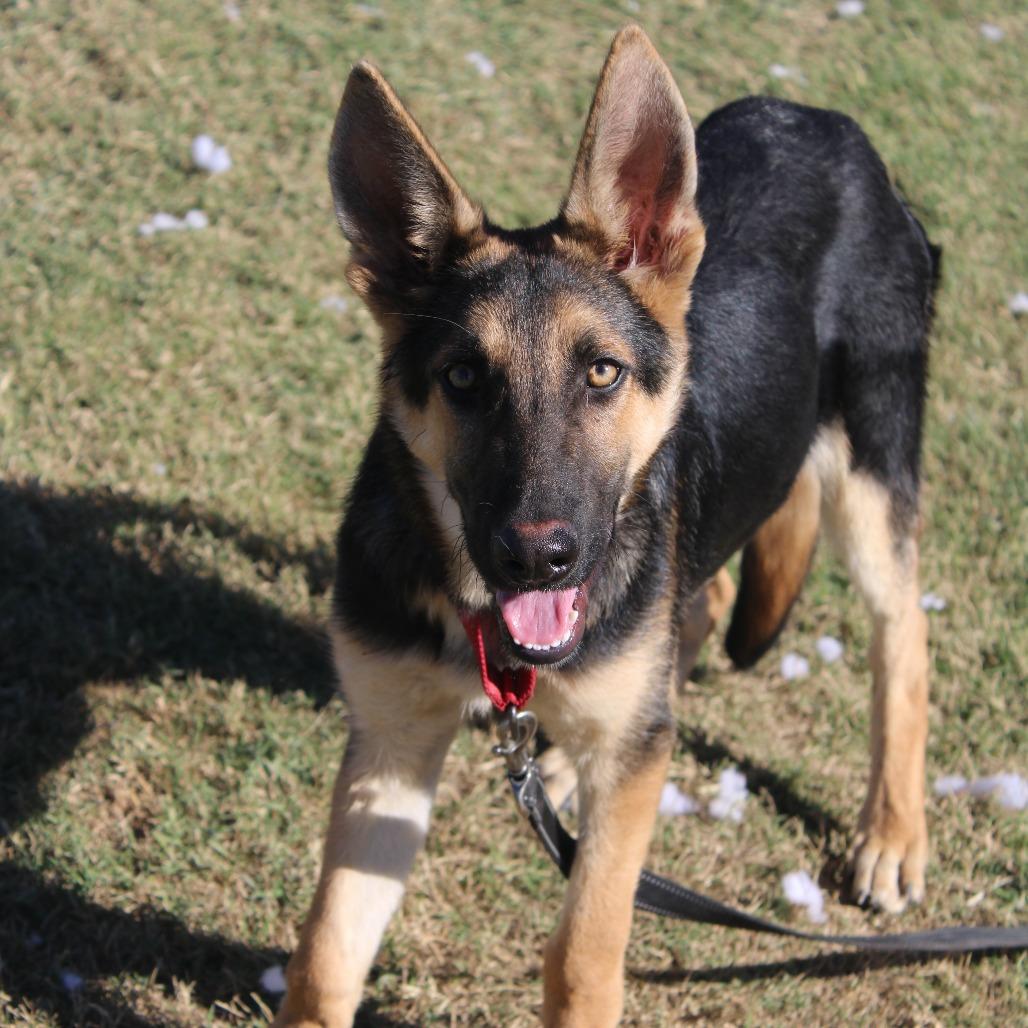 Neptune, Adoptable, Young Male German Shepherd Dog & Mixed Breed.