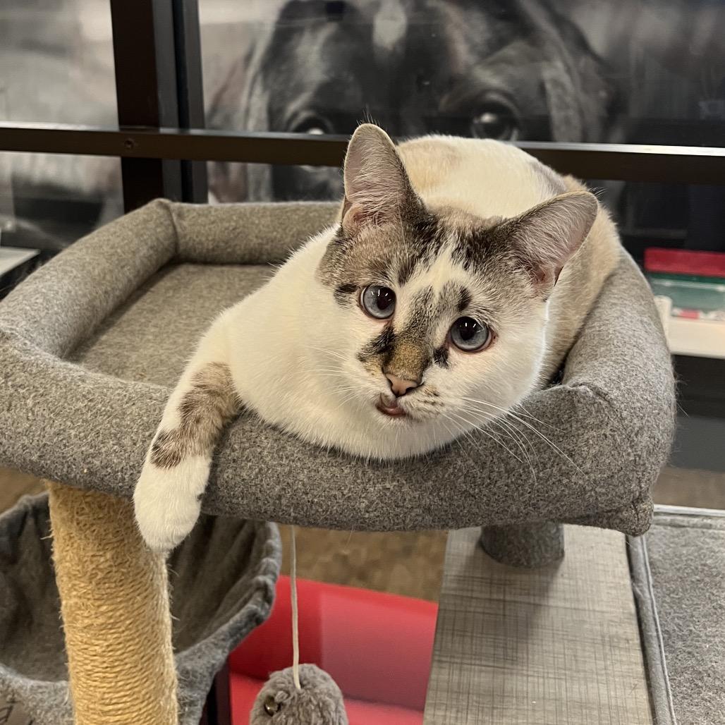 Enlarge Silas, a Adoptable Siamese in Hinsdale, IL image 1/4