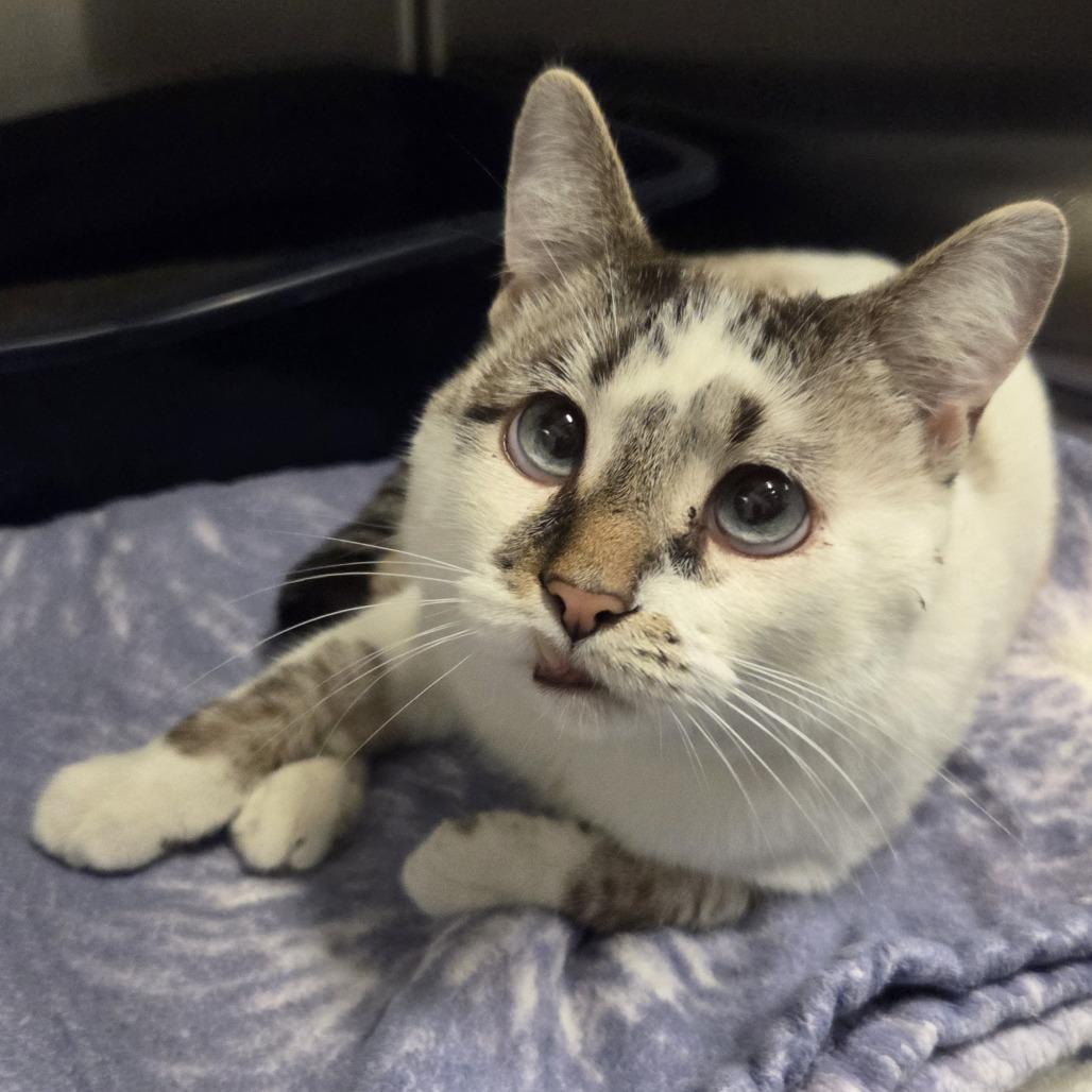 Silas, Adoptable, Adult Male Siamese.