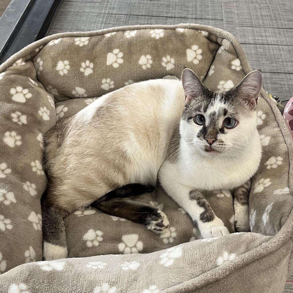 Enlarge Silas, a Adoptable Siamese in Hinsdale, IL image 3/4