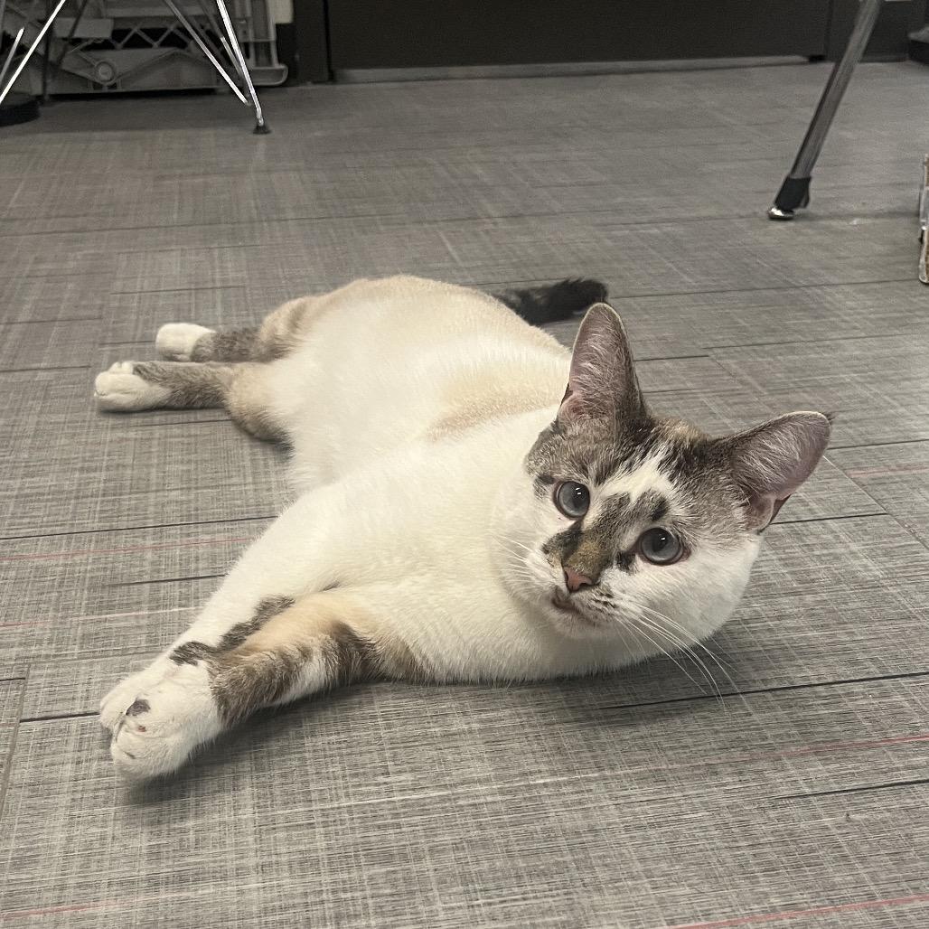 Enlarge Silas, a Adoptable Siamese in Hinsdale, IL image 4/4