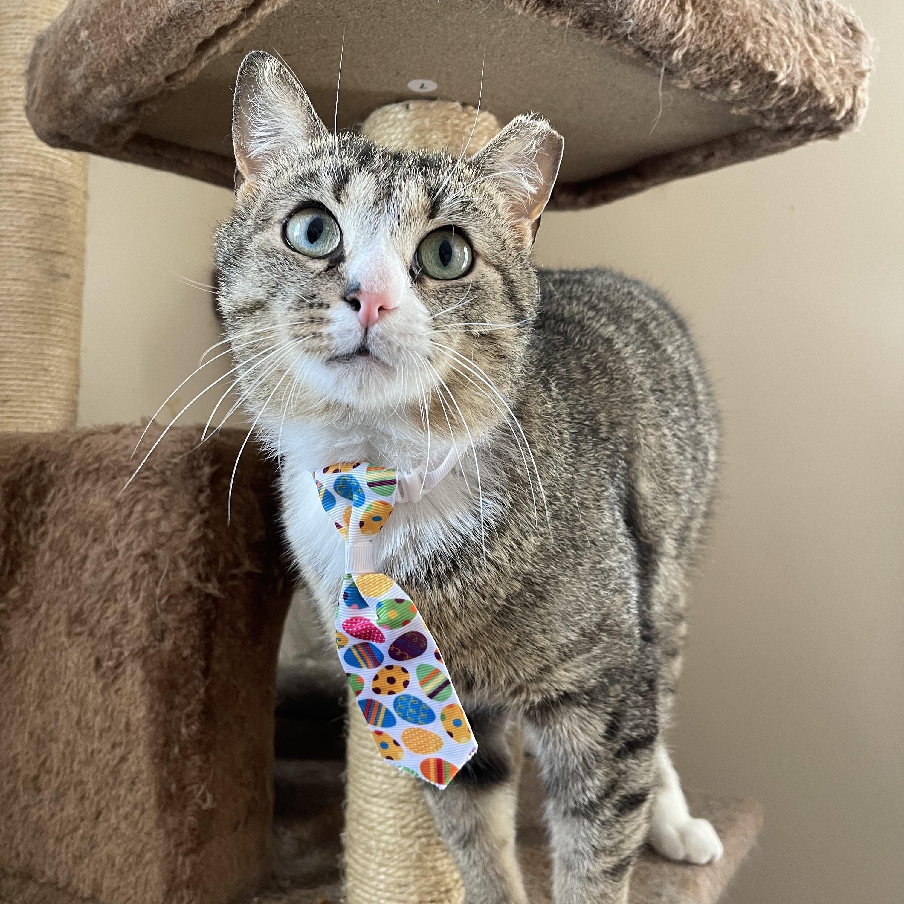 Luther, Adult Male Domestic Short Hair