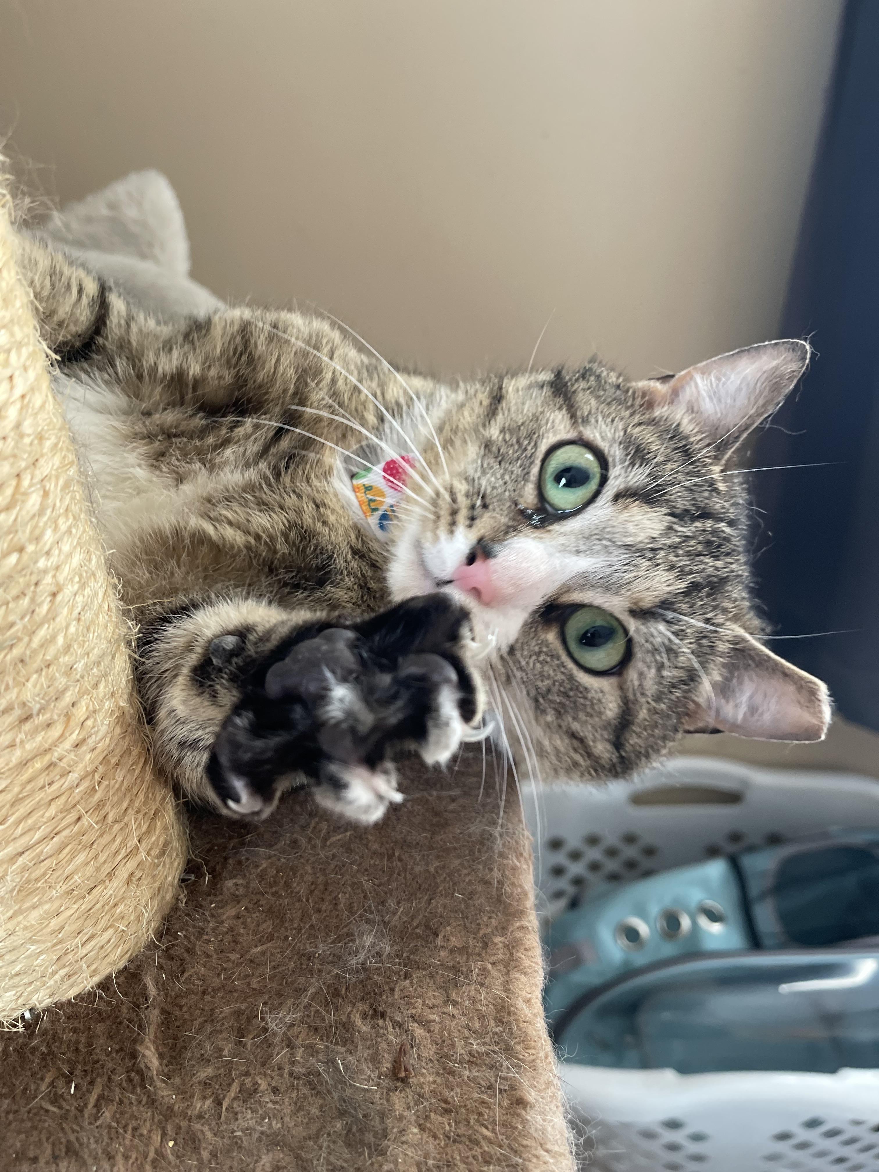 Enlarge Luther, a Adoptable Domestic Short Hair in Glen Burnie, MD image 2/6