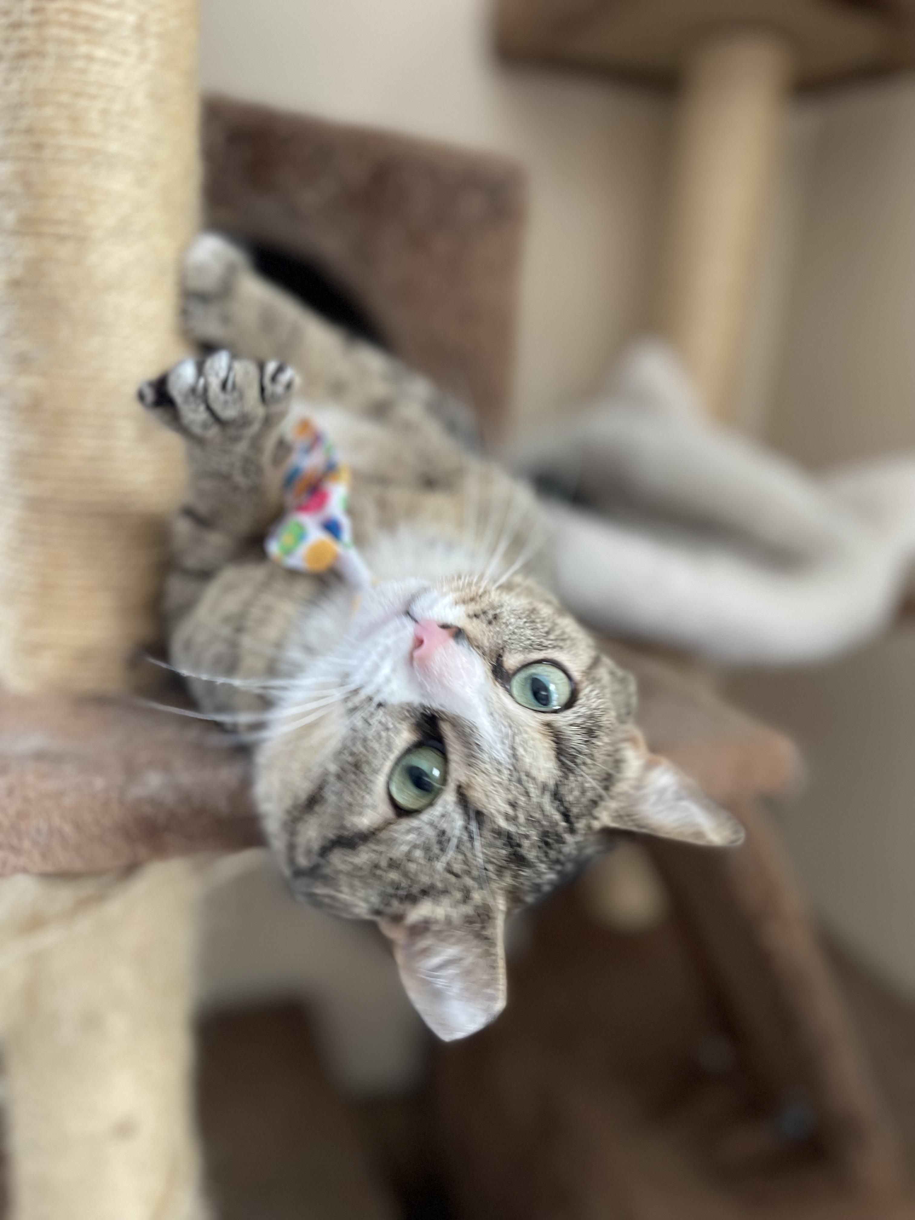 Enlarge Luther, a Adoptable Domestic Short Hair in Glen Burnie, MD image 3/6