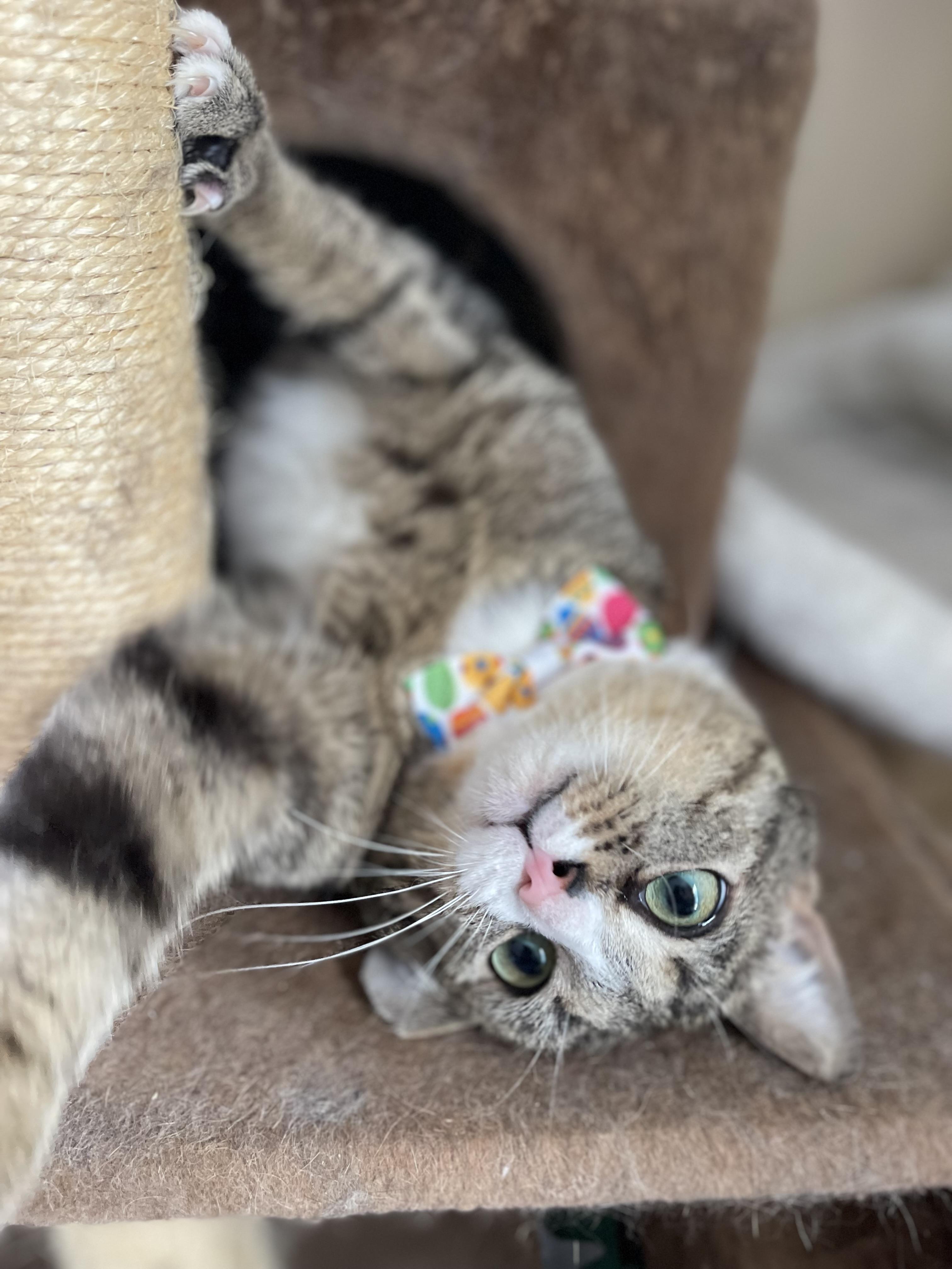 Enlarge Luther, a Adoptable Domestic Short Hair in Glen Burnie, MD image 4/6