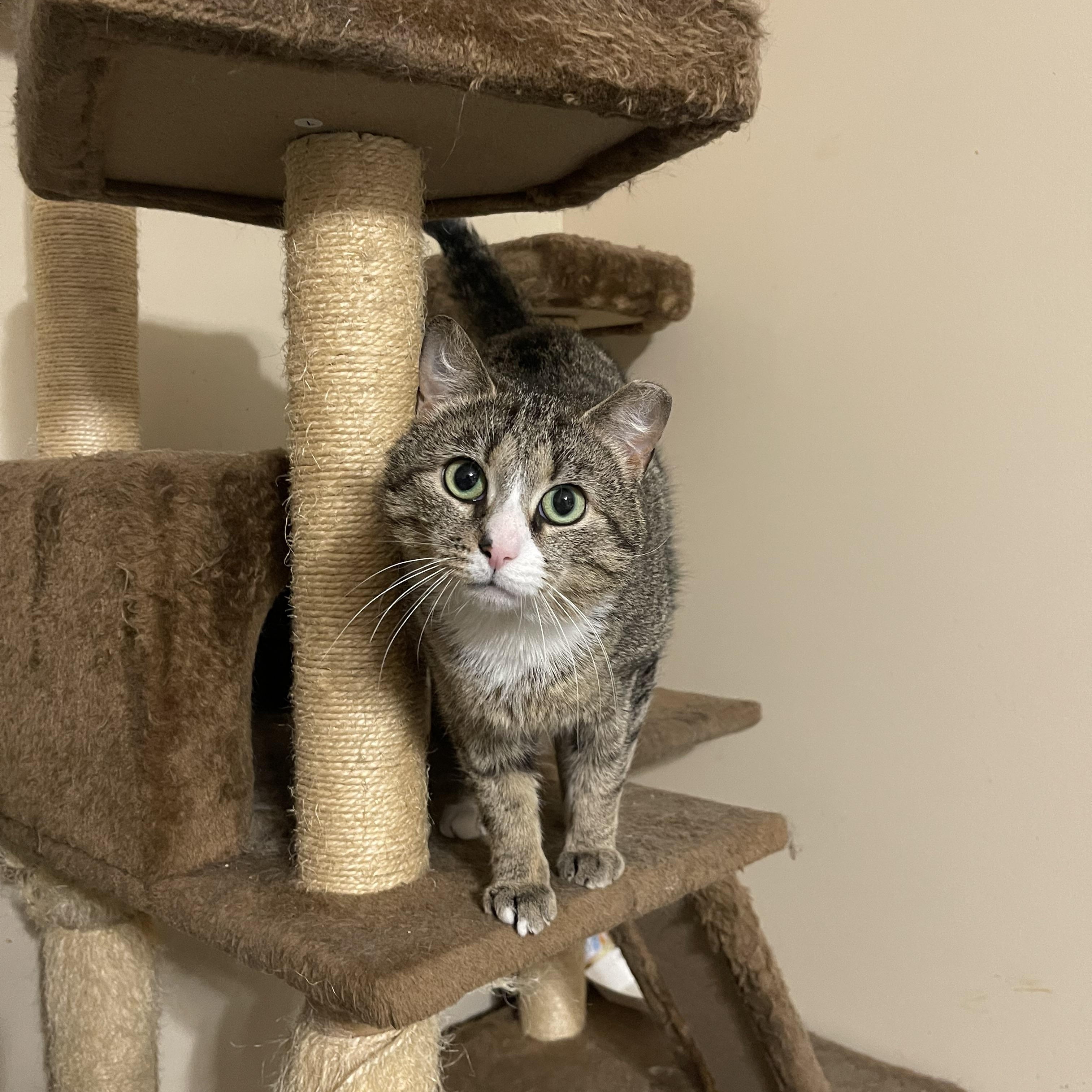 Enlarge Luther, a Adoptable Domestic Short Hair in Glen Burnie, MD image 5/6