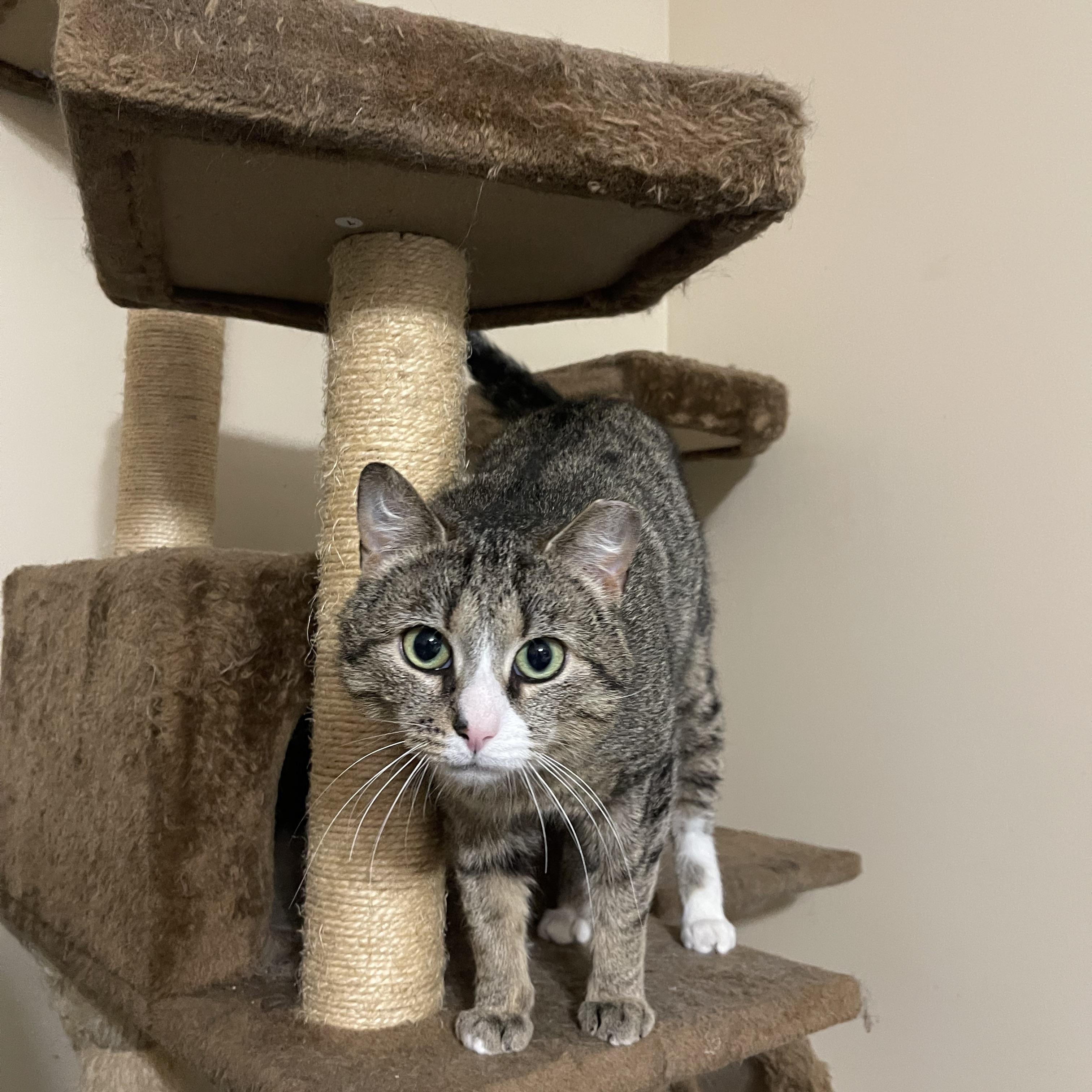 Enlarge Luther, a Adoptable Domestic Short Hair in Glen Burnie, MD image 6/6