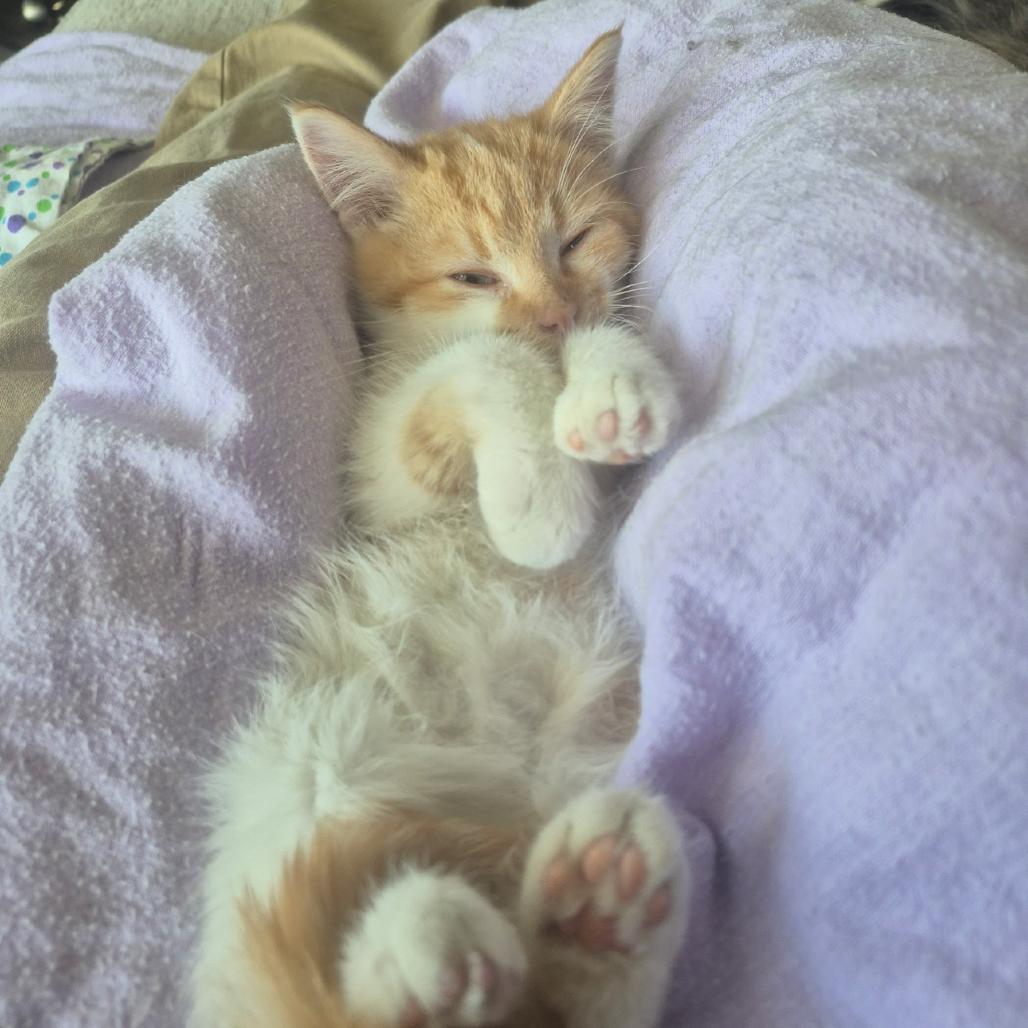 Wolf, Adoptable, Kitten Male Domestic Medium Hair.