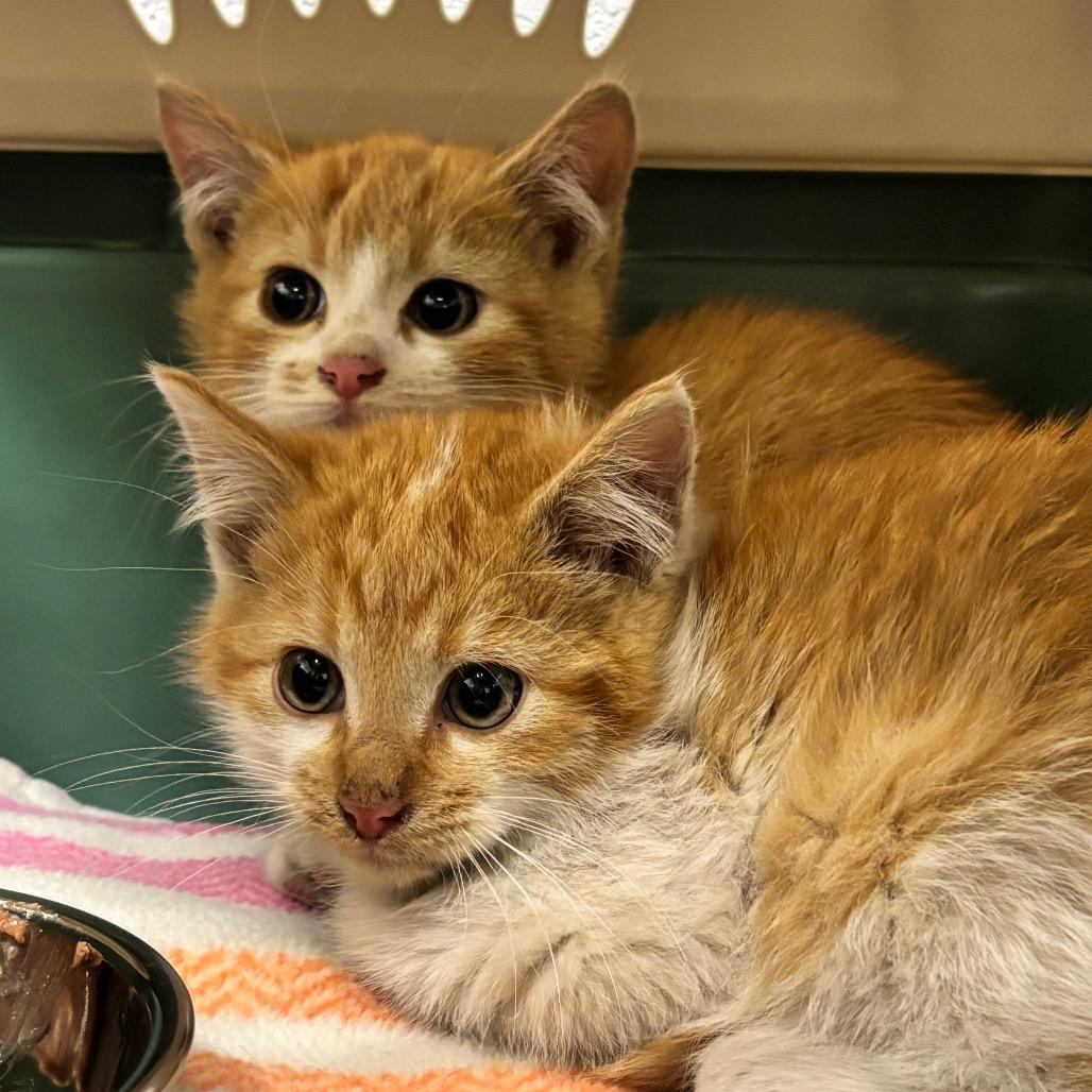 Enlarge Wolf, a Adoptable Domestic Medium Hair in Commerce City, CO image 2/6