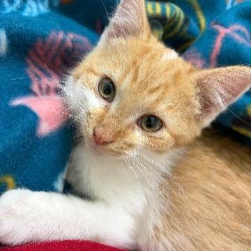 Enlarge Wolf, a Adoptable Domestic Medium Hair in Commerce City, CO image 3/6
