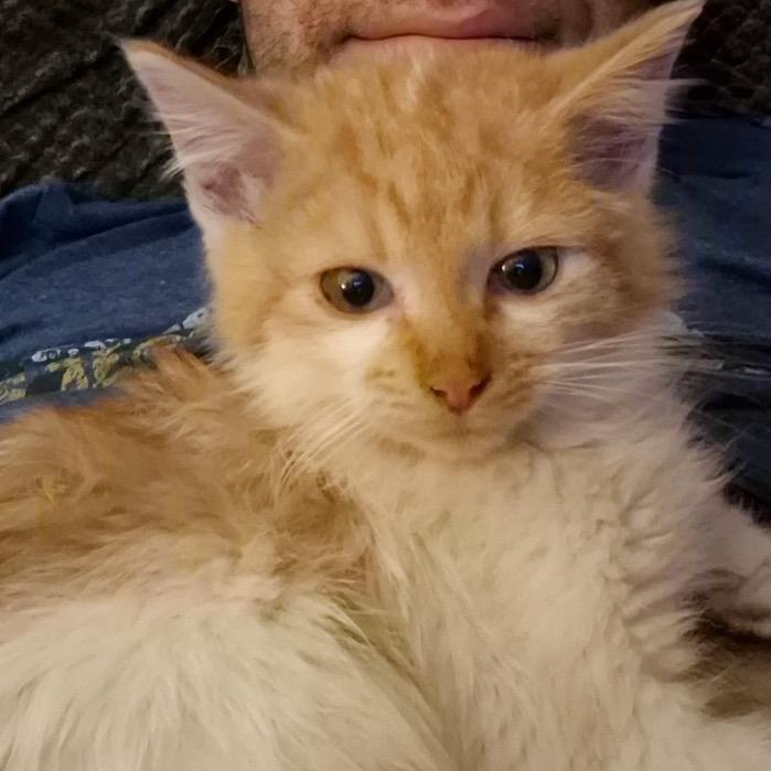 Enlarge Wolf, a Adoptable Domestic Medium Hair in Commerce City, CO image 4/6