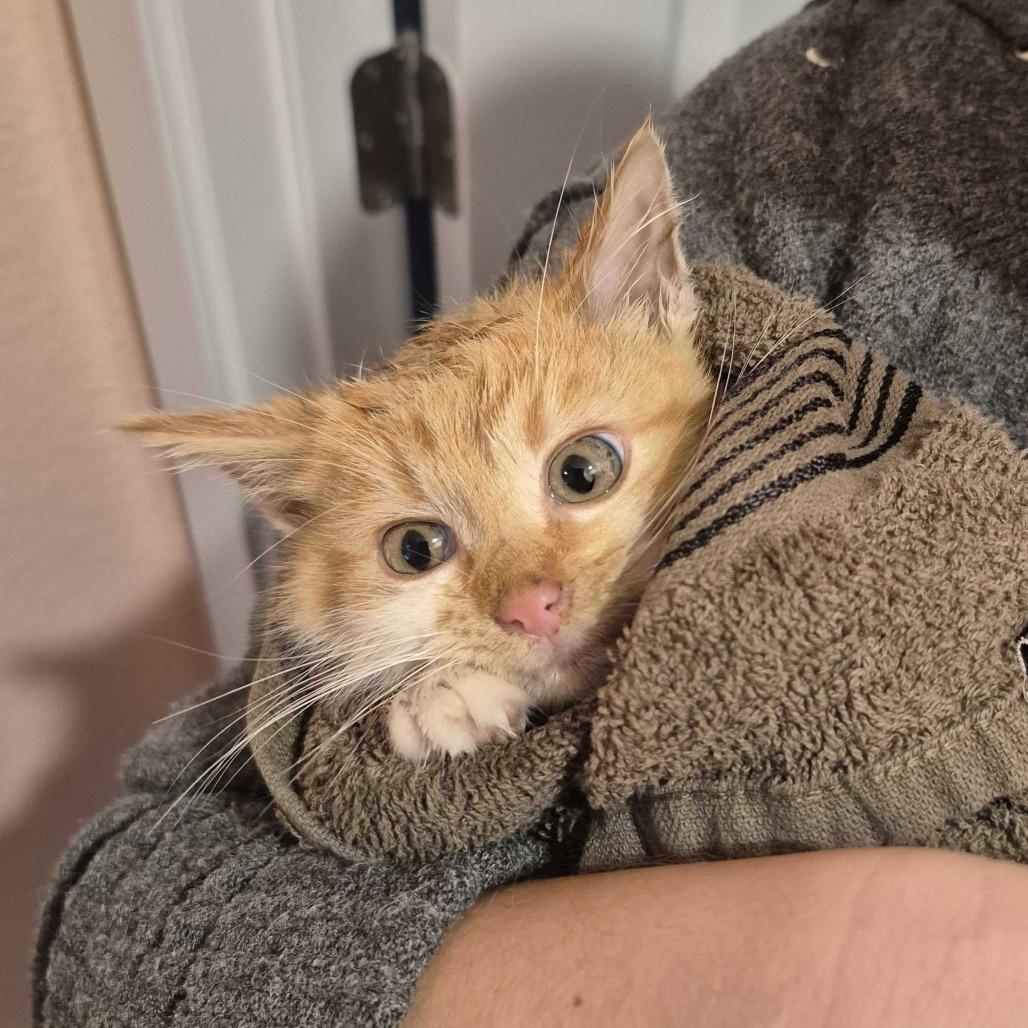 Enlarge Wolf, a Adoptable Domestic Medium Hair in Commerce City, CO image 5/6