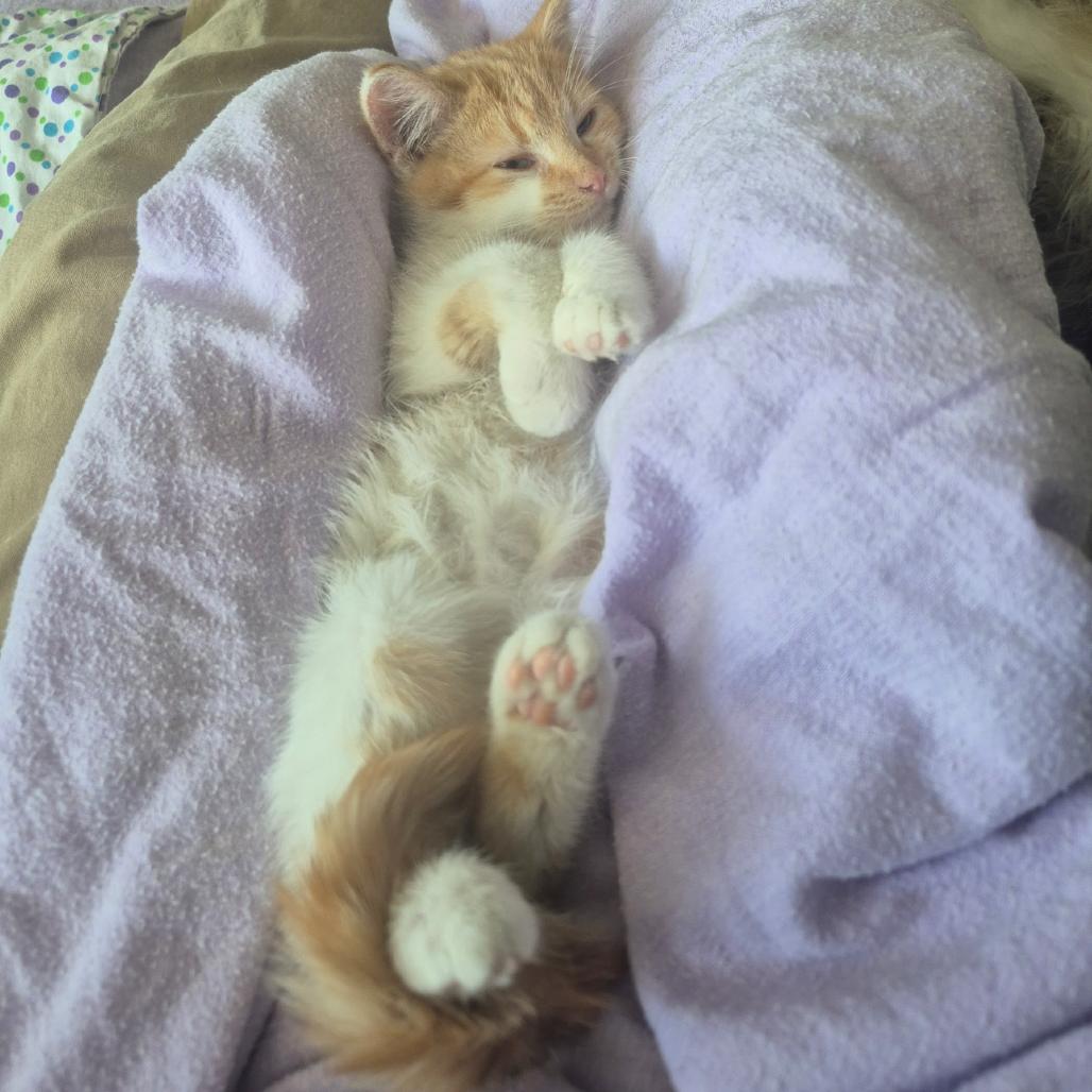 Enlarge Wolf, a Adoptable Domestic Medium Hair in Commerce City, CO image 6/6