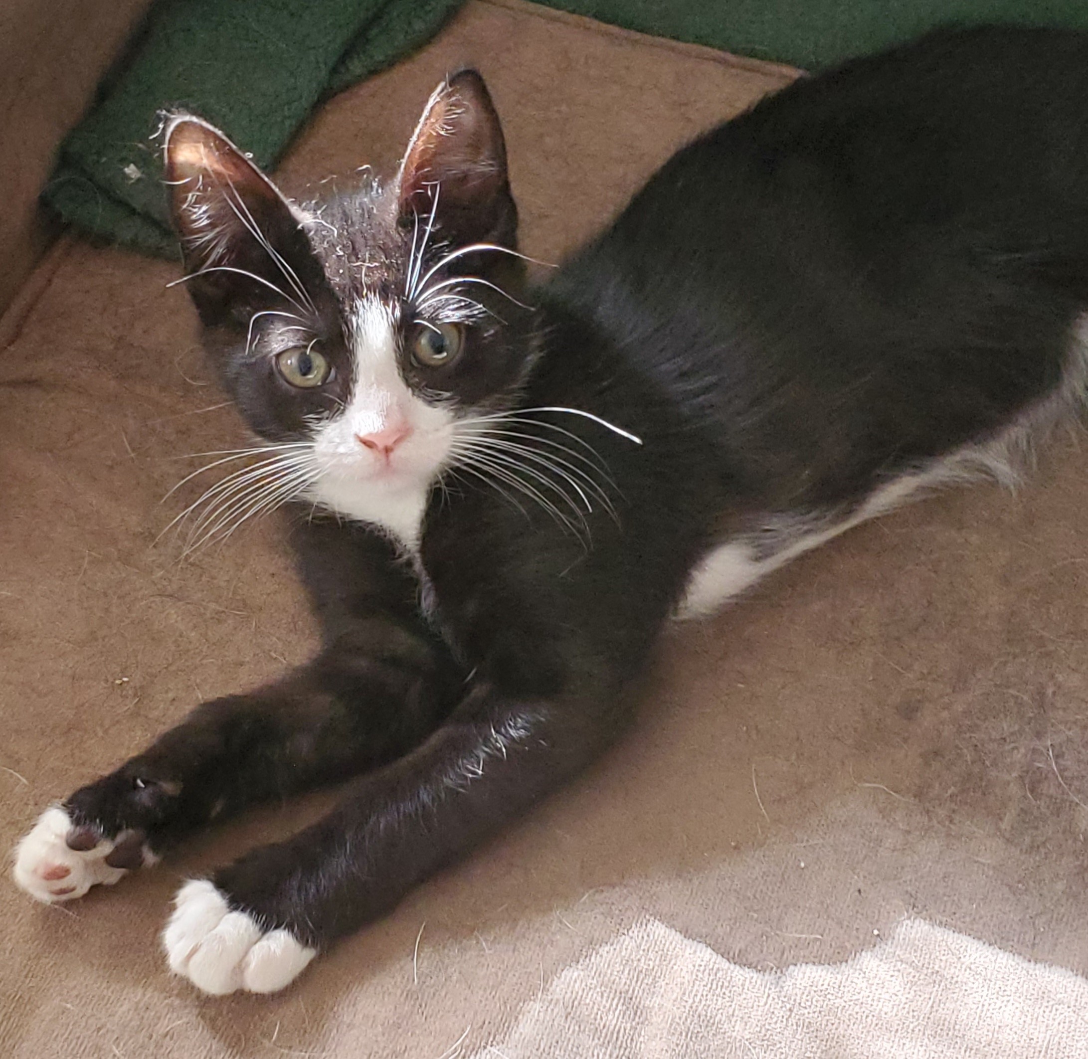Merlin, an adopted Domestic Short Hair in Paterson, NJ_image-1