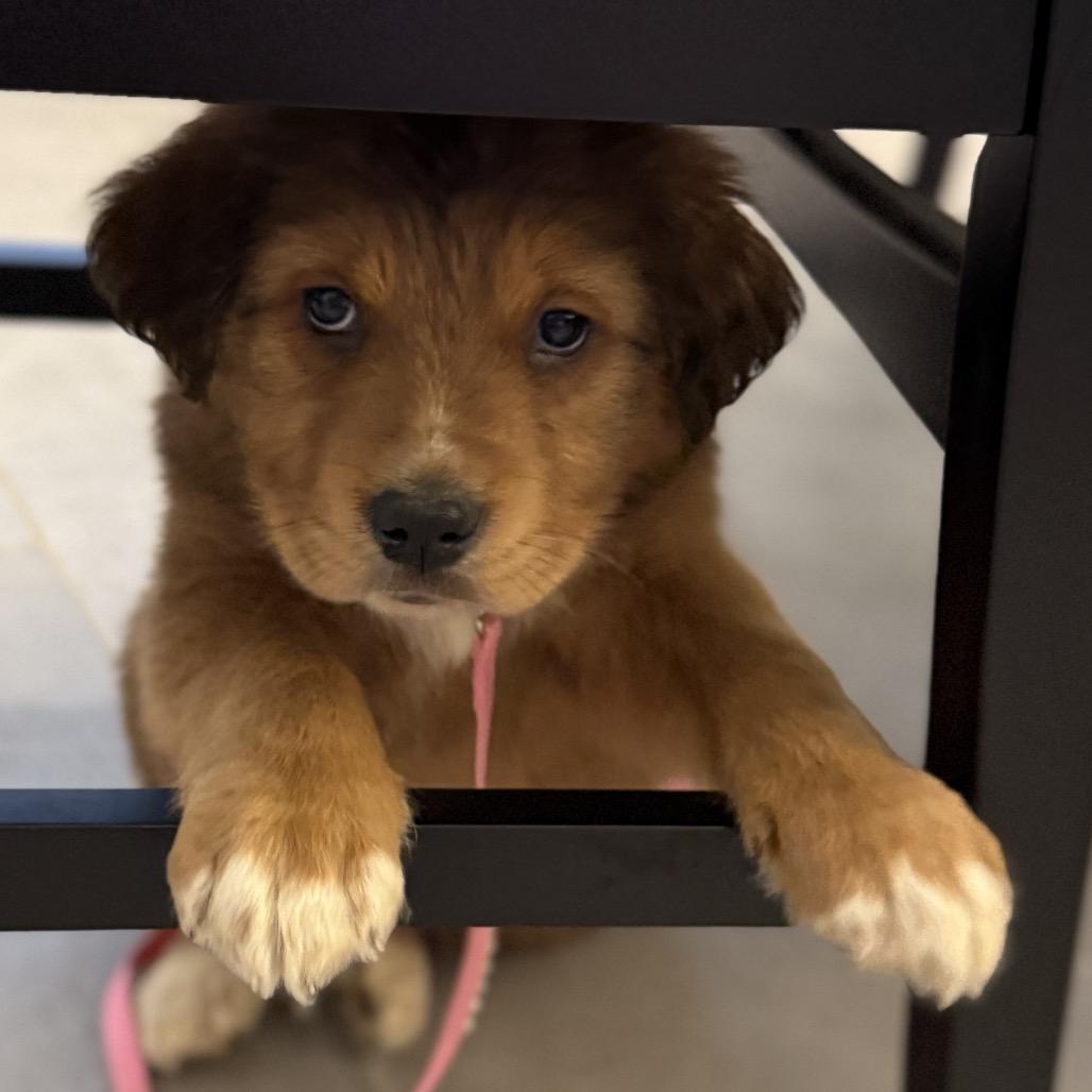 Enlarge Atlas, a Adoptable Mixed Breed in Austell, GA image 3/3