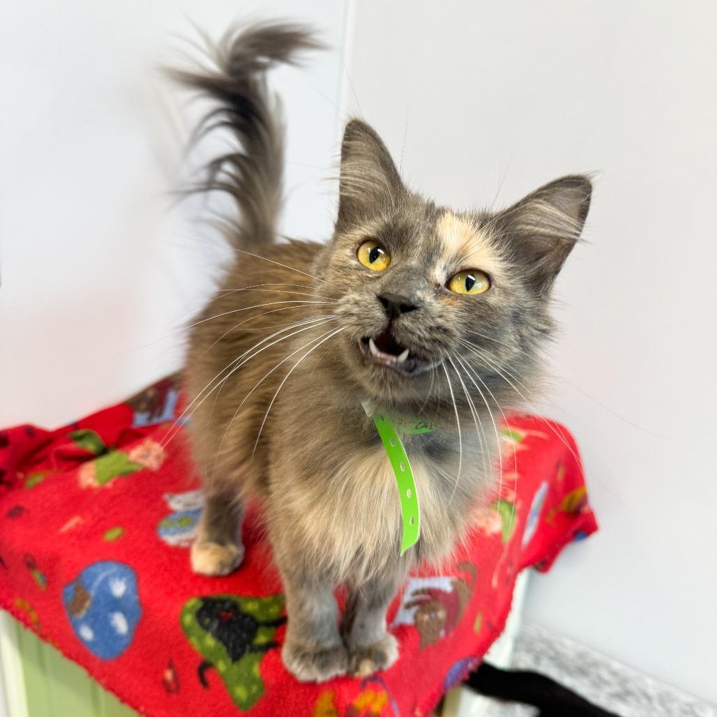 Prayer, Adoptable, Adult Female Domestic Long Hair.