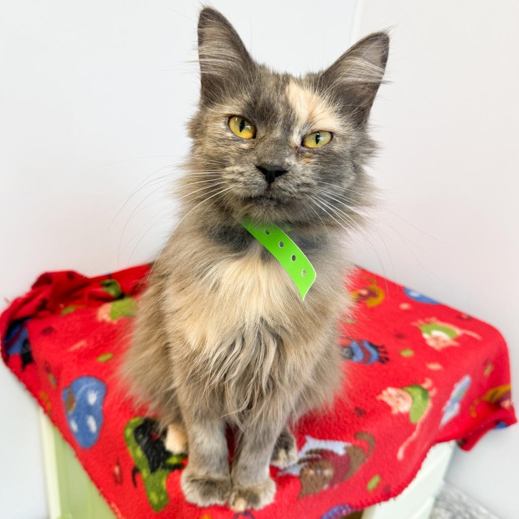 Enlarge Prayer, a Adoptable Domestic Long Hair in Fort Wayne, IN image 2/4
