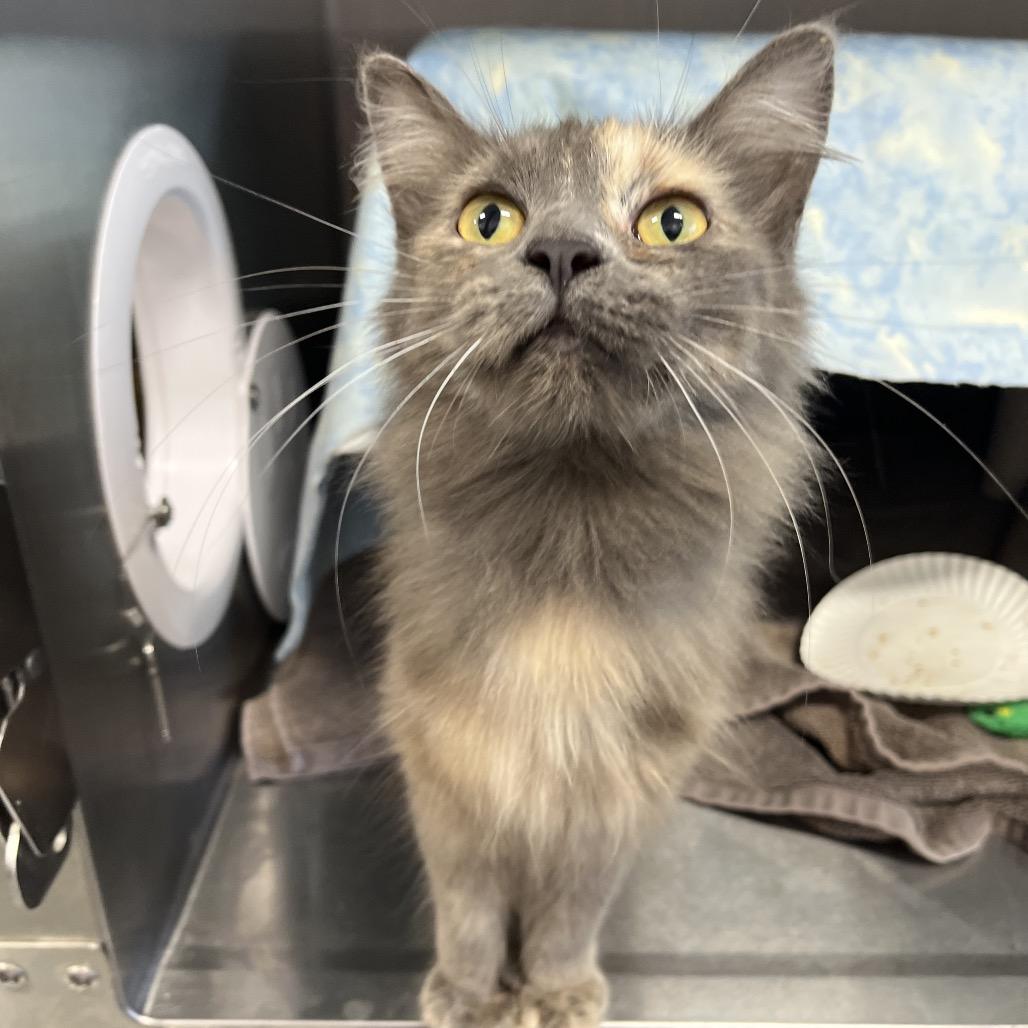 Enlarge Prayer, a Adoptable Domestic Long Hair in Fort Wayne, IN image 3/4