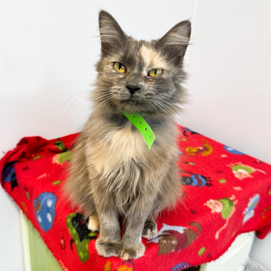 Enlarge Prayer, a Adoptable Domestic Long Hair in Fort Wayne, IN image 4/4