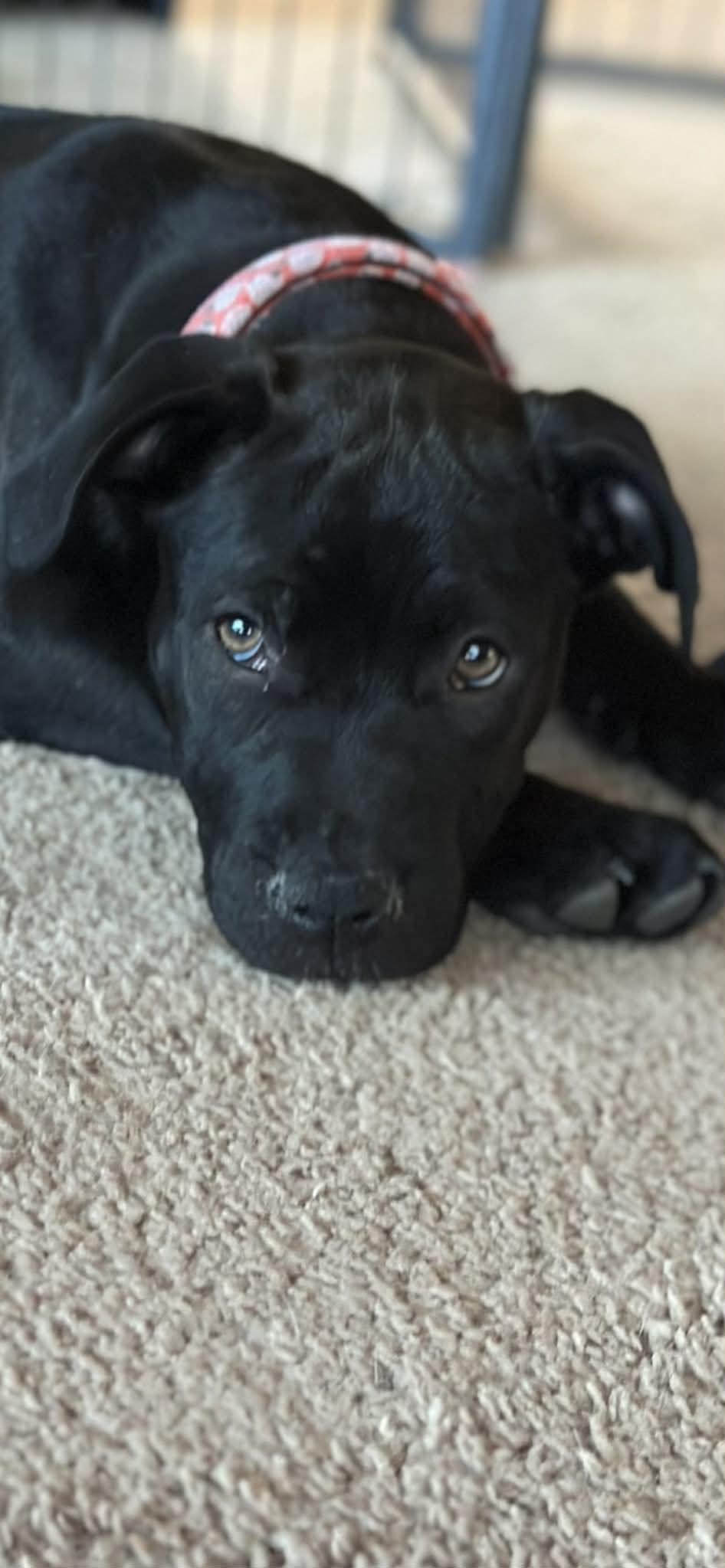 Enlarge Star, an adopted mixed breed in Mesa, AZ image 2/3