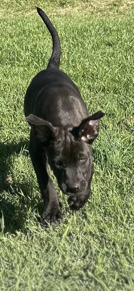 Star, adopted, Puppy Female American Staffordshire Terrier & Black Labrador Retriever.