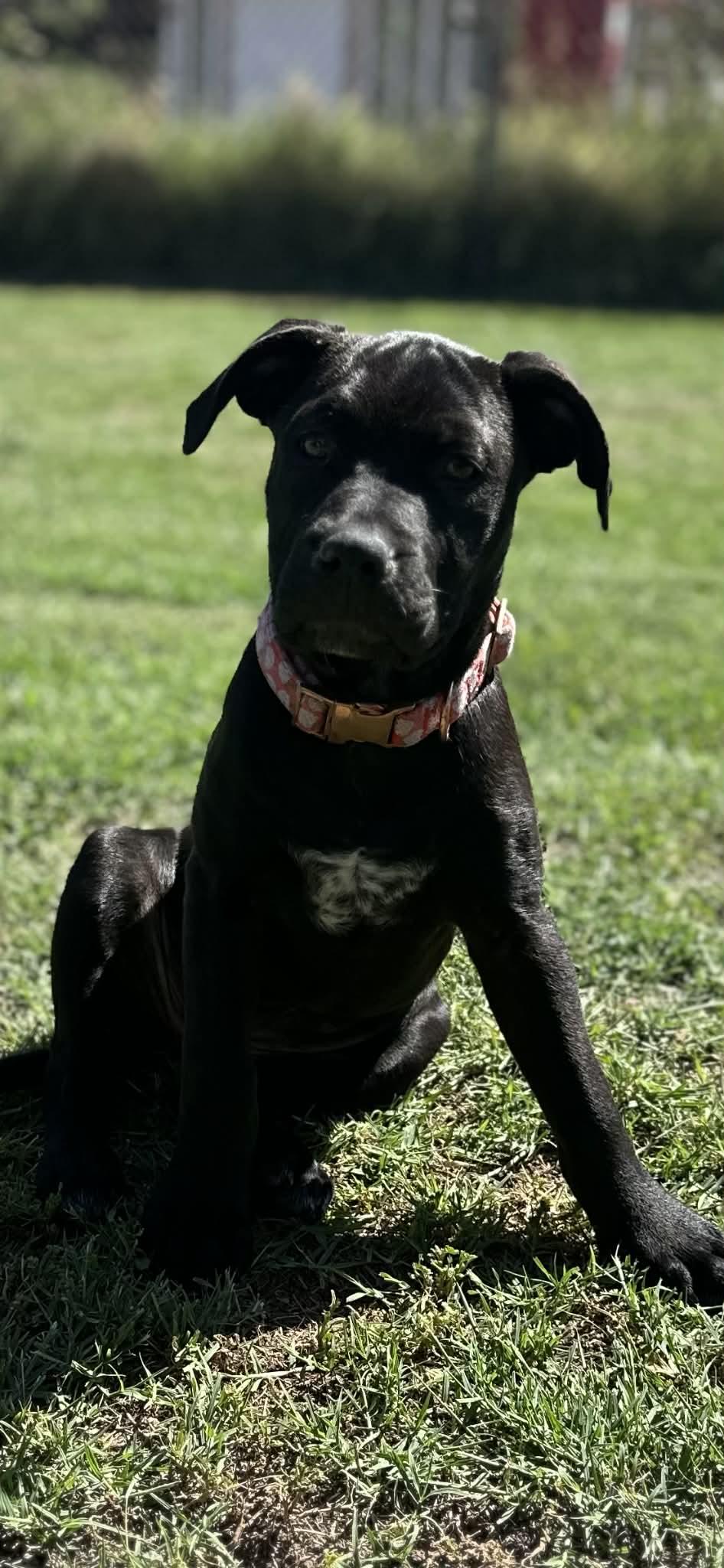 Enlarge Star, an adopted mixed breed in Mesa, AZ image 3/3