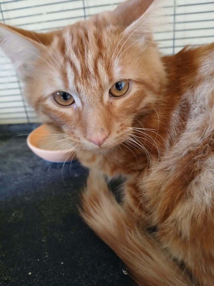 Mango, Adoptable, Kitten Male Domestic Long Hair.