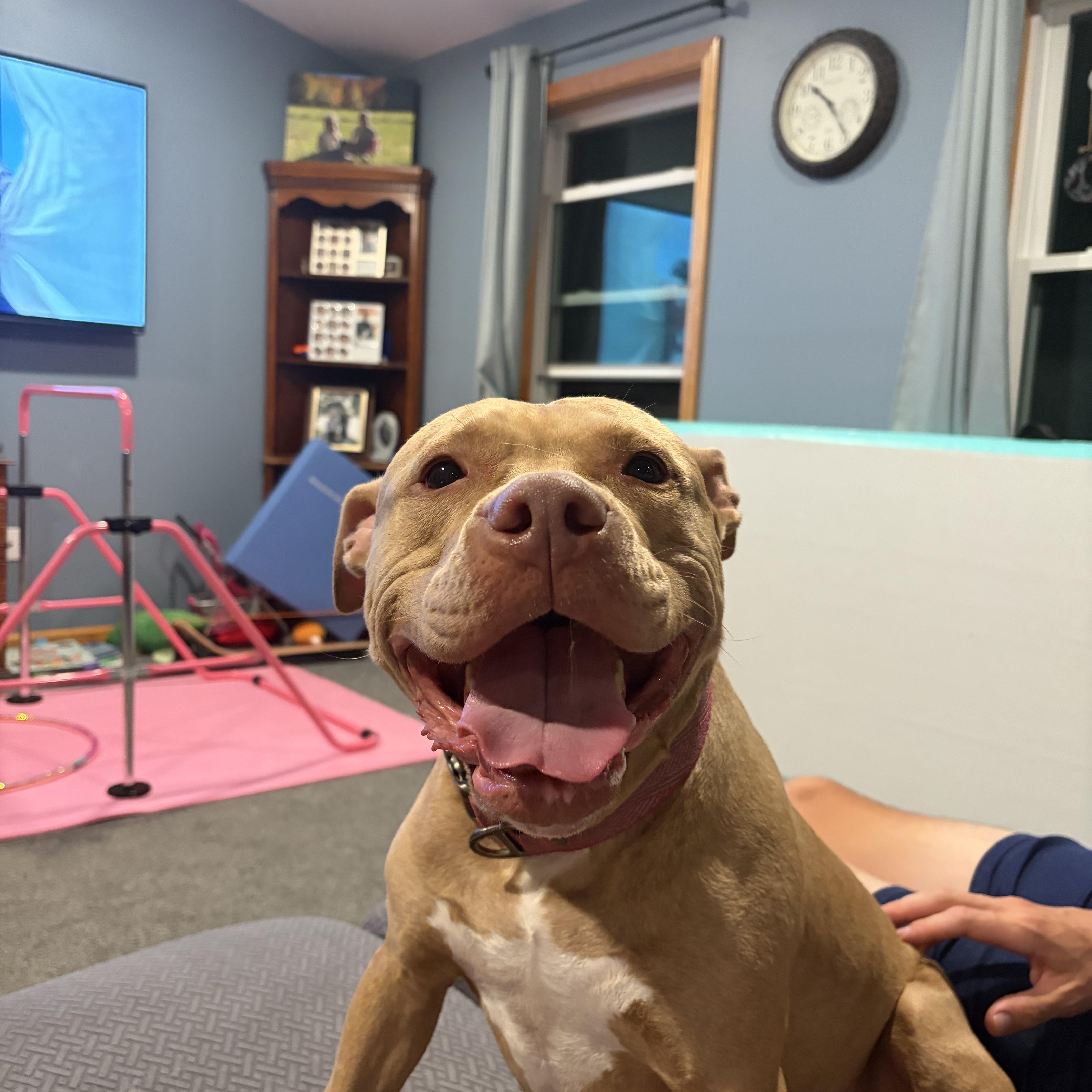Fern, a ADOPTABLE Pit Bull Terrier in Nutting Lake, MA image 5/6