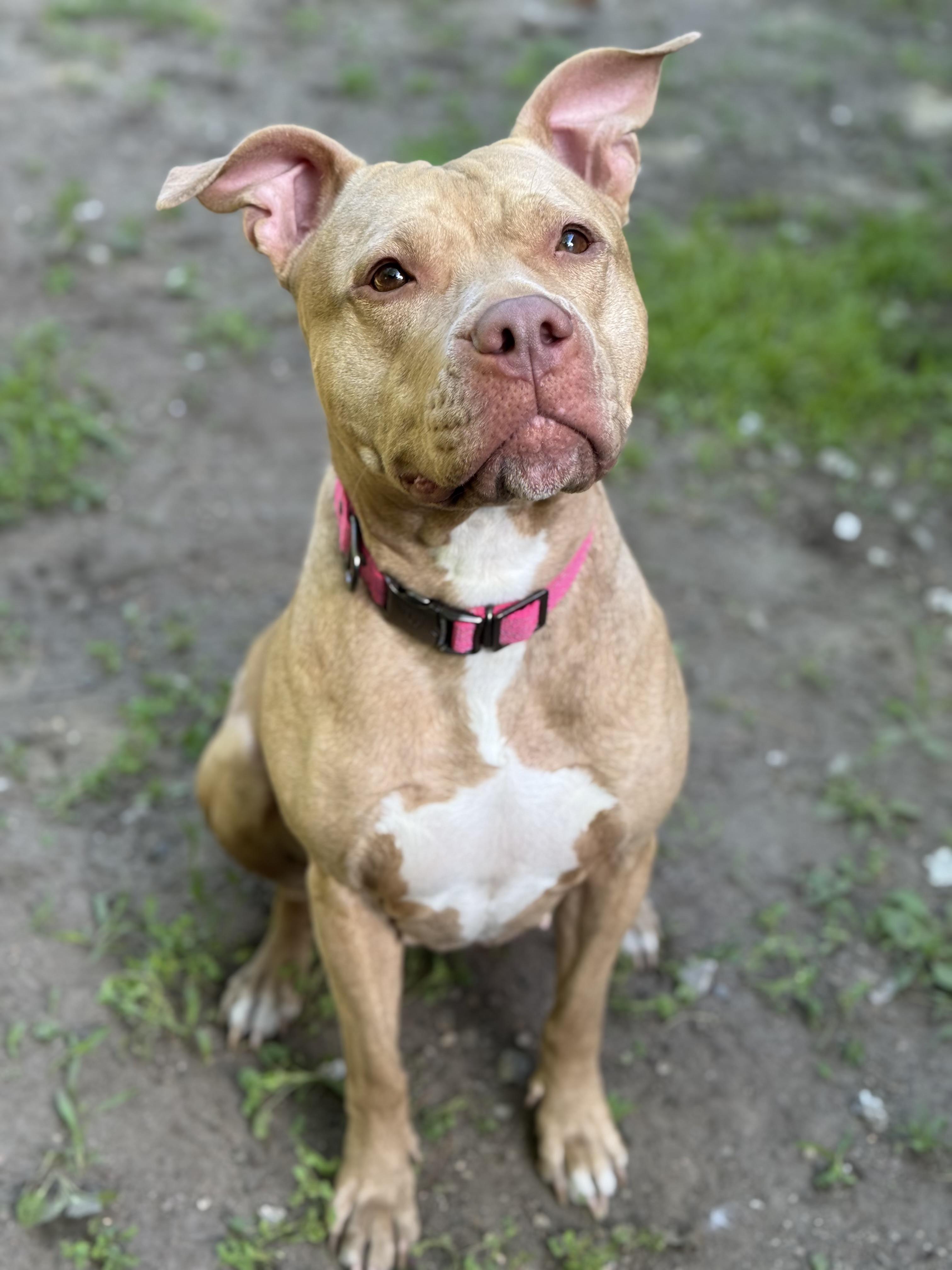 Fern, a ADOPTABLE Pit Bull Terrier in Nutting Lake, MA image 1/6