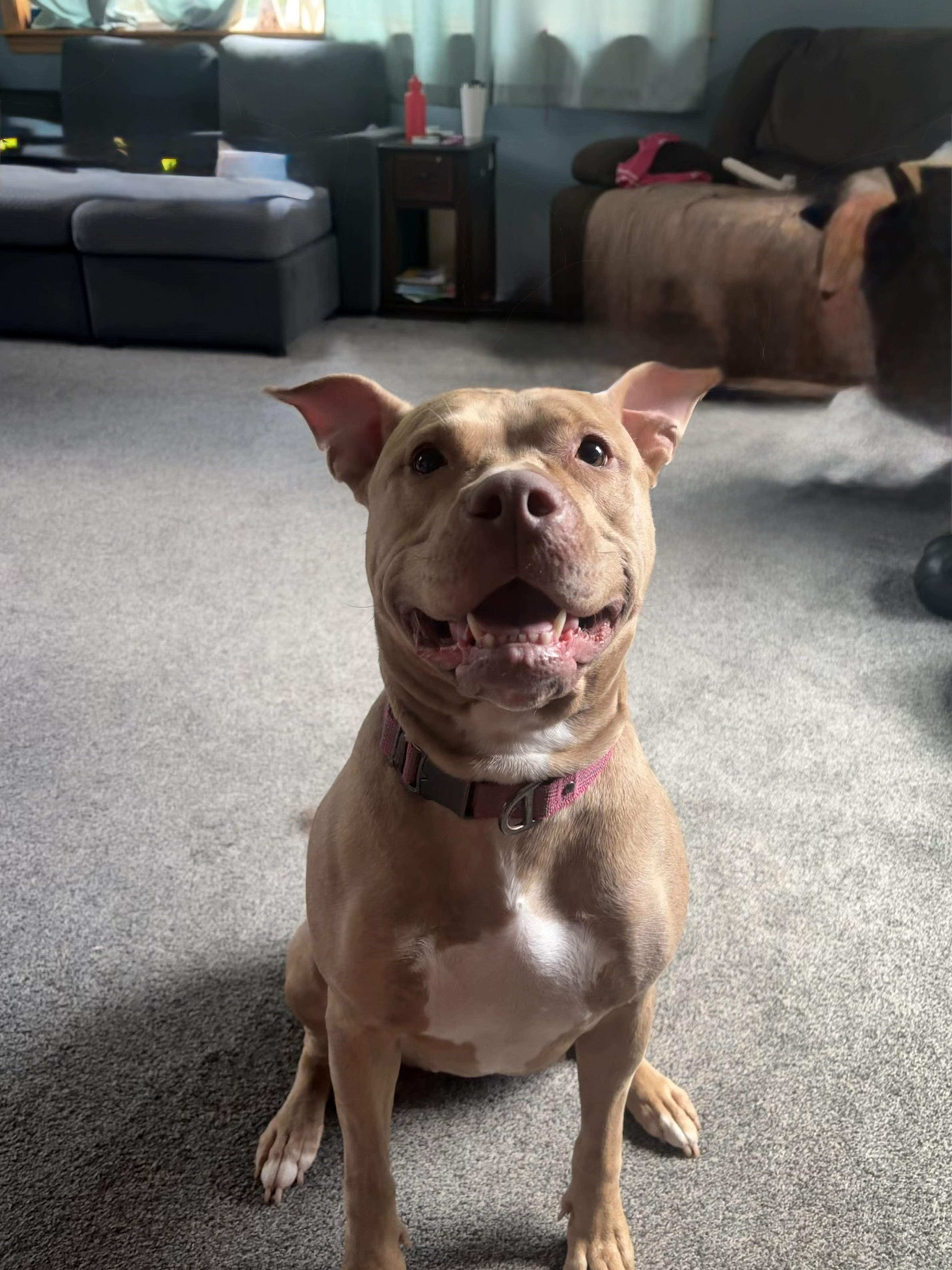 Fern, a ADOPTABLE Pit Bull Terrier in Nutting Lake, MA image 6/6
