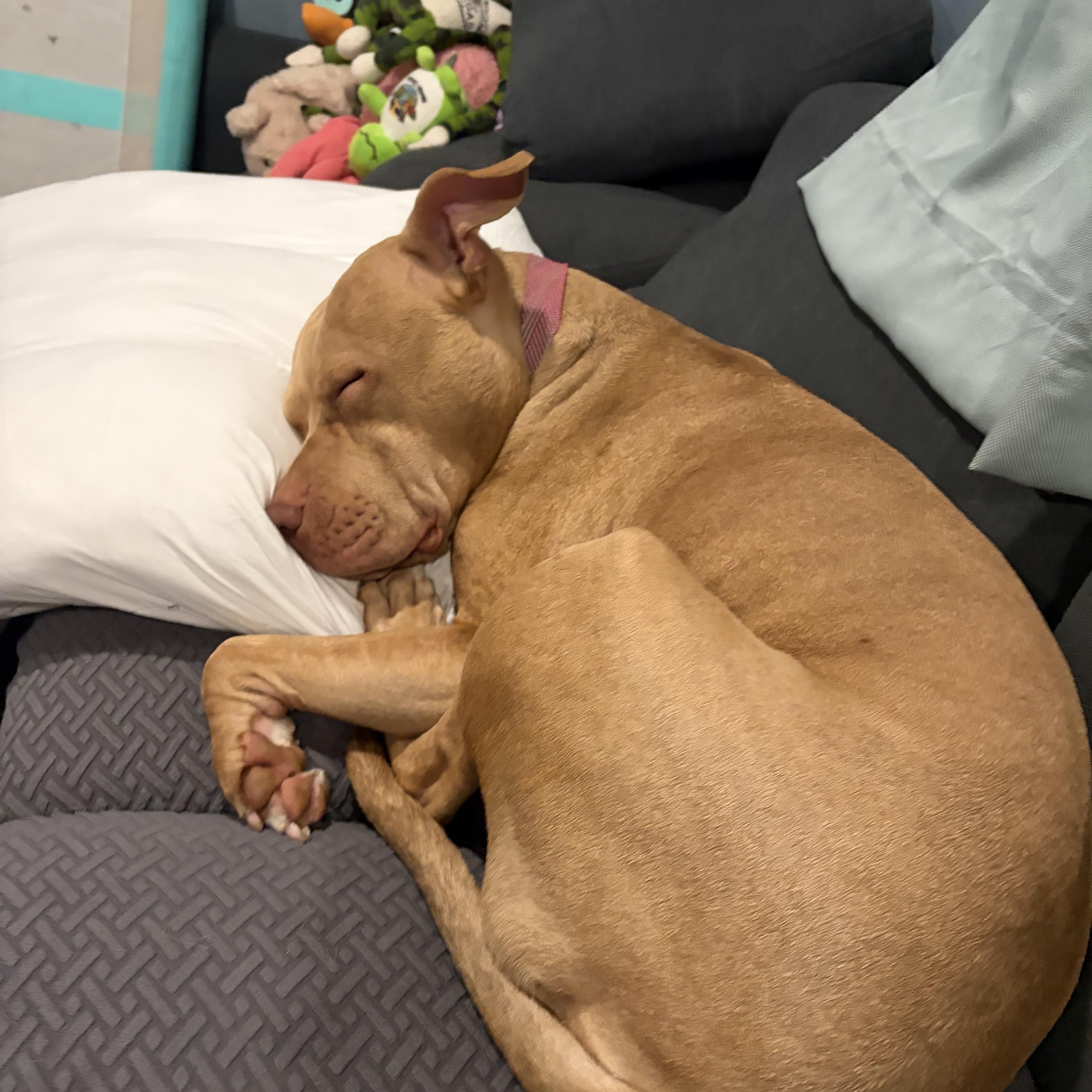 Fern, a ADOPTABLE Pit Bull Terrier in Nutting Lake, MA image 4/6